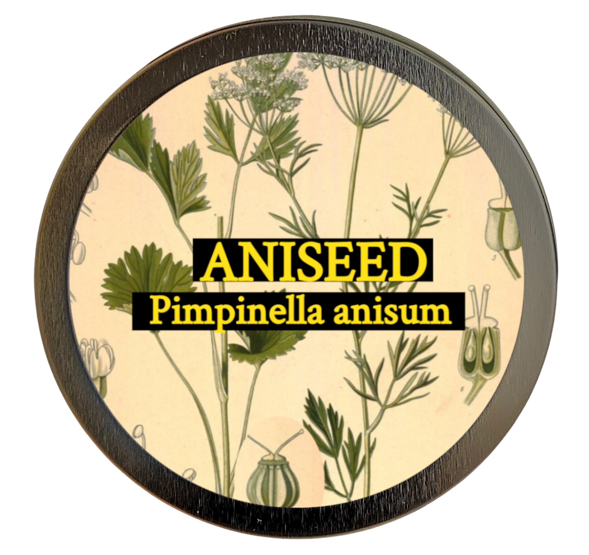 Aniseed (Pimpinella anisum)