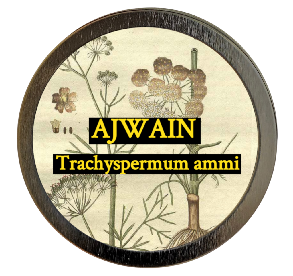 Ajwain (Trachyspermum ammi)