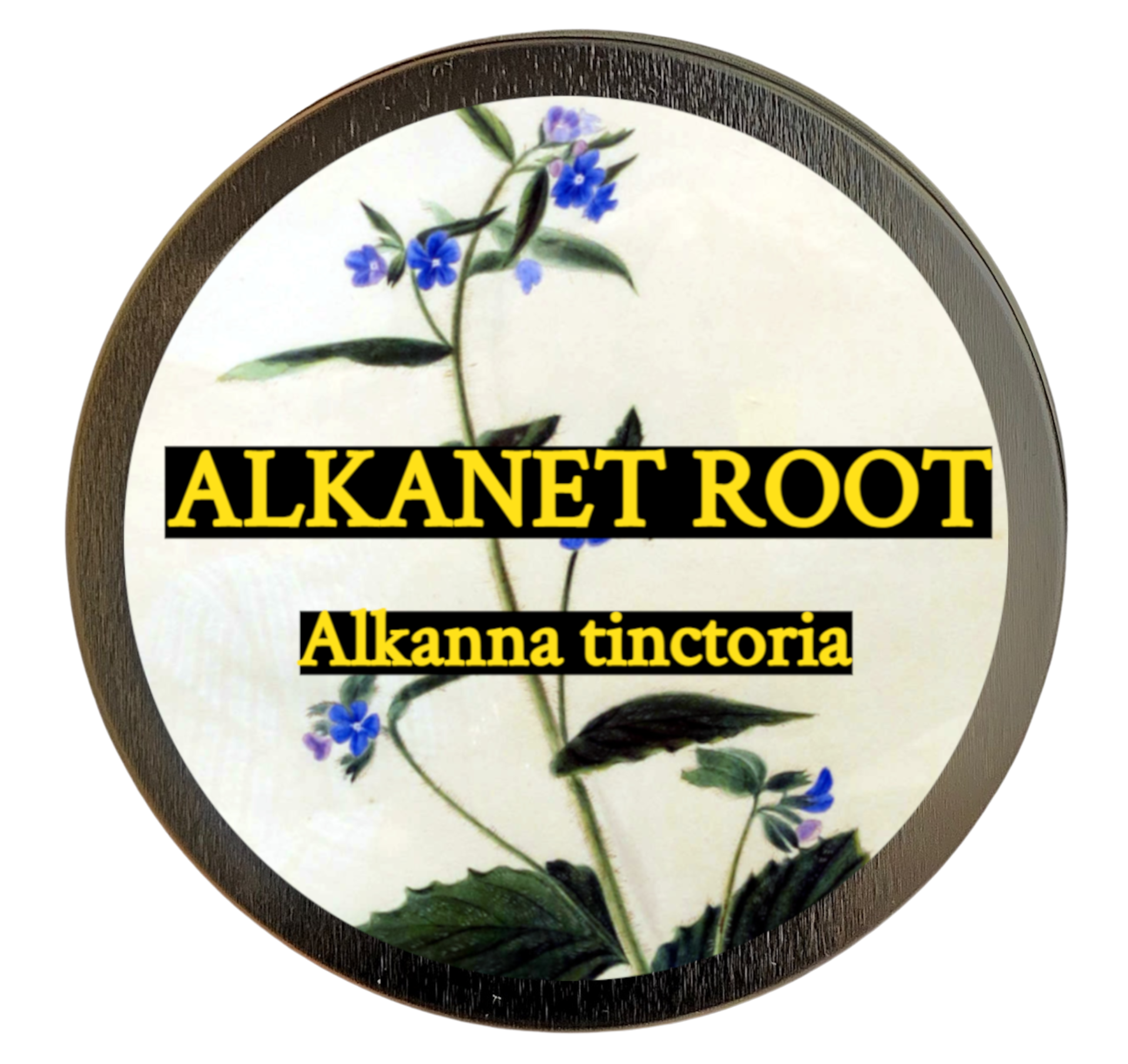 Alkanet (Ratan Jot) (Alkanna tinctoria)