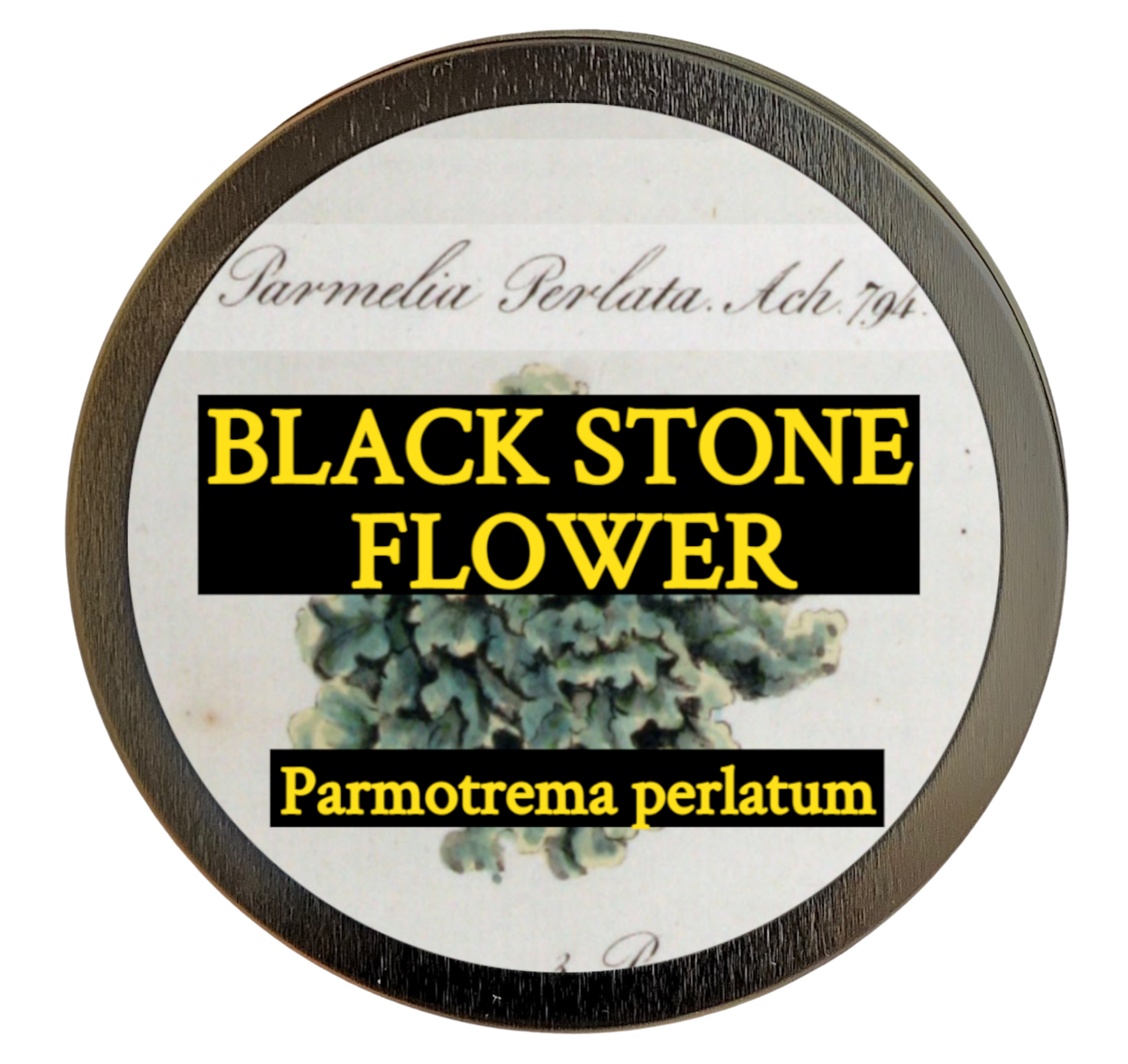 Black Stone Flower (Parmotrema perlatum)