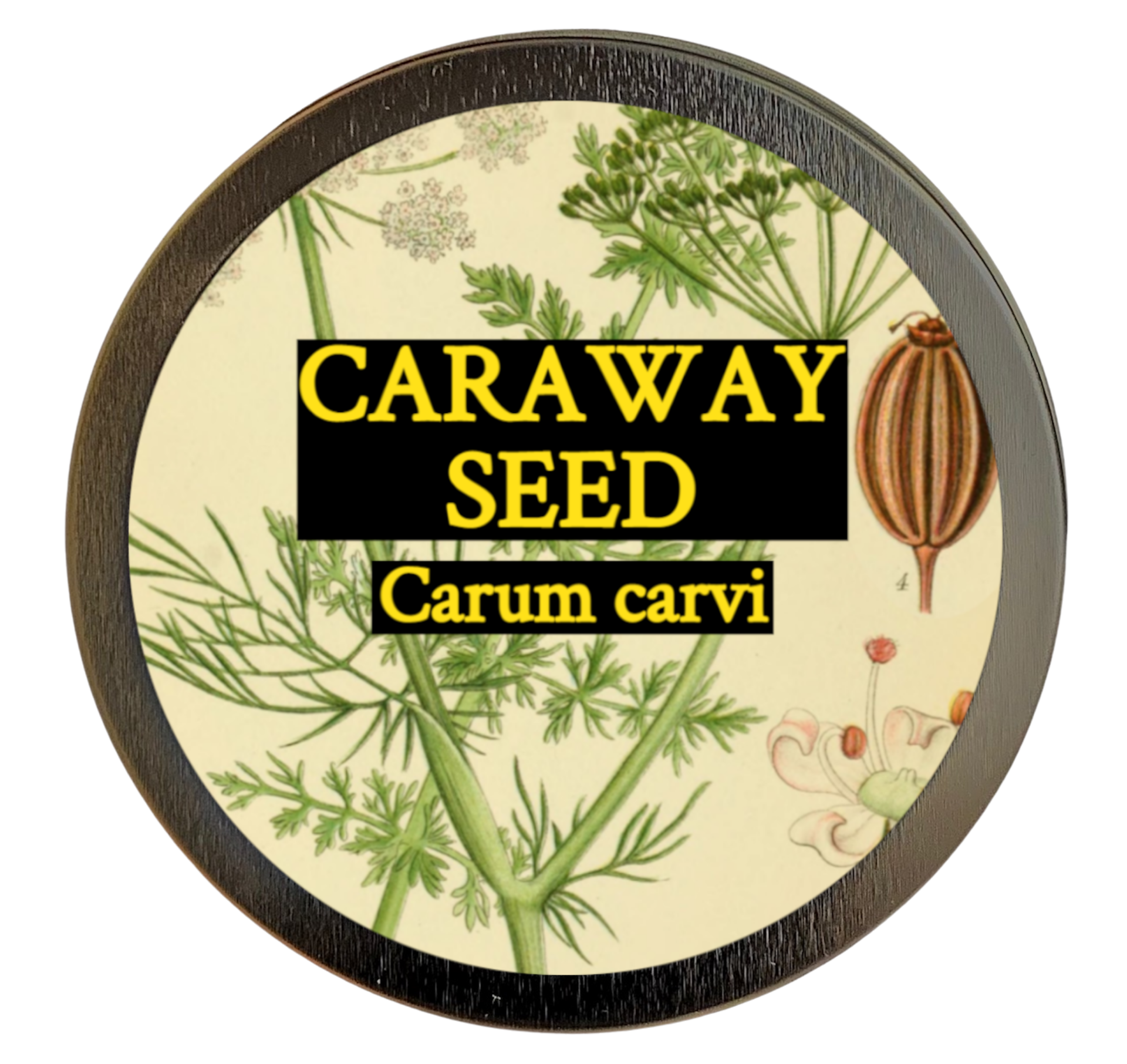 Caraway (Carum carvi)