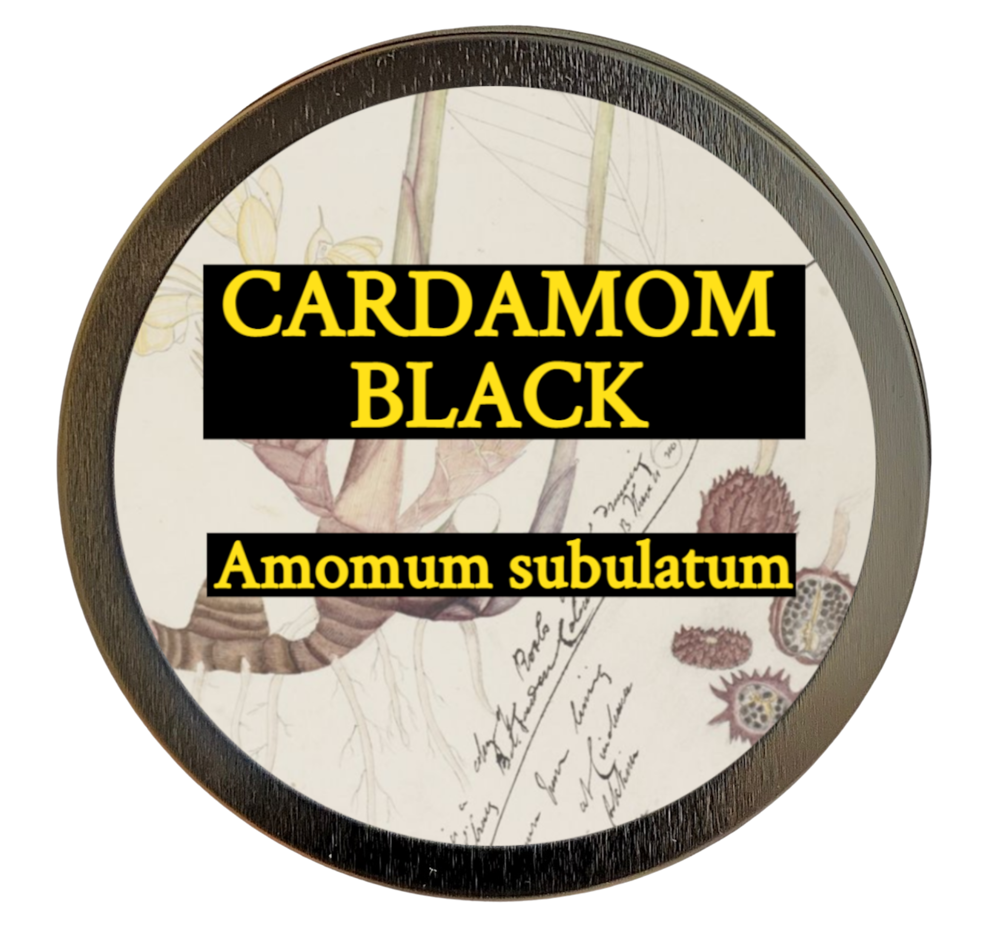 Cardamom, black (Amomum subulatum)