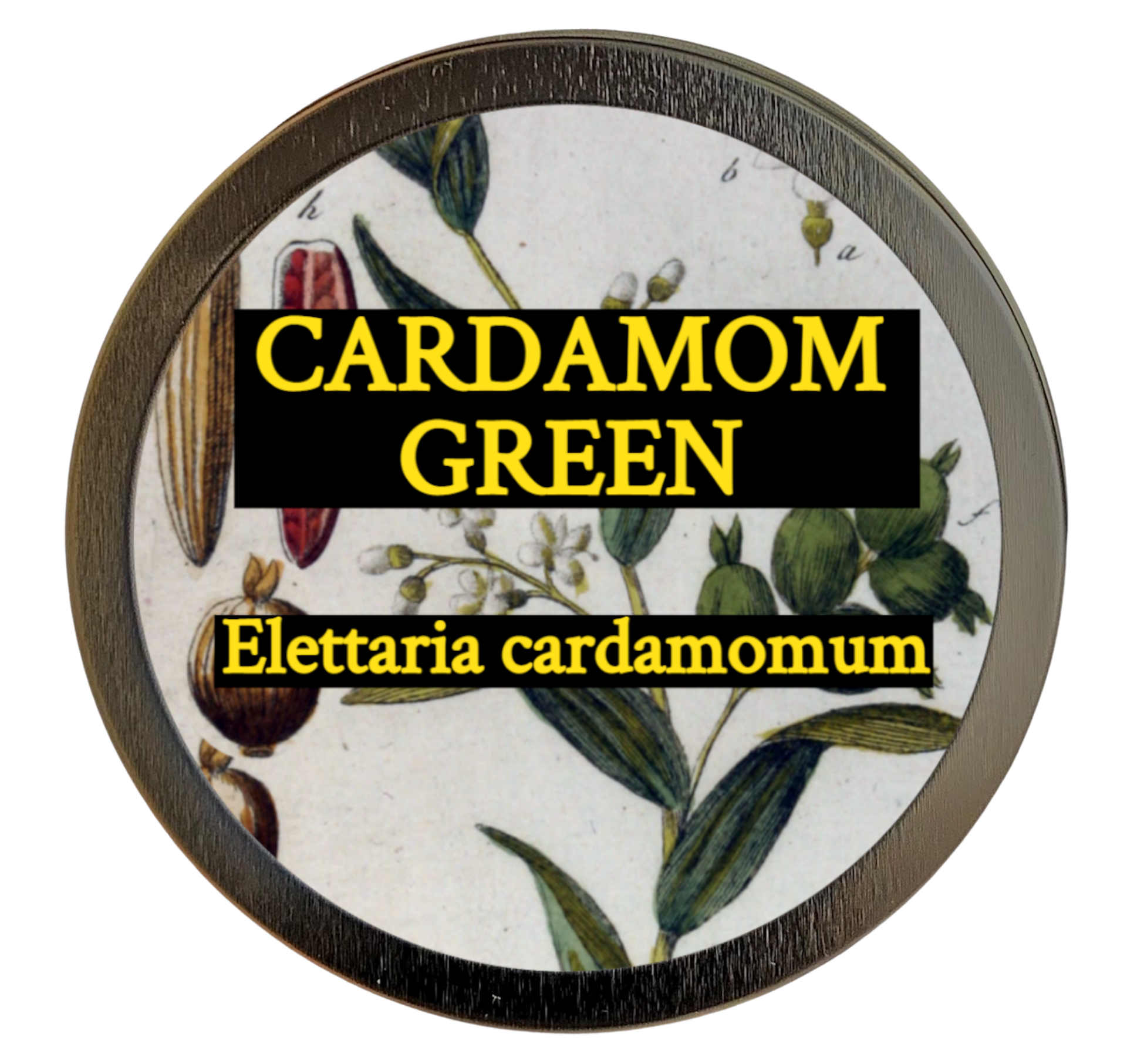 Green Cardamom (Elettaria cardamomum)  