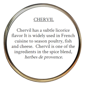 Chervil (Anthriscus cerefolium)