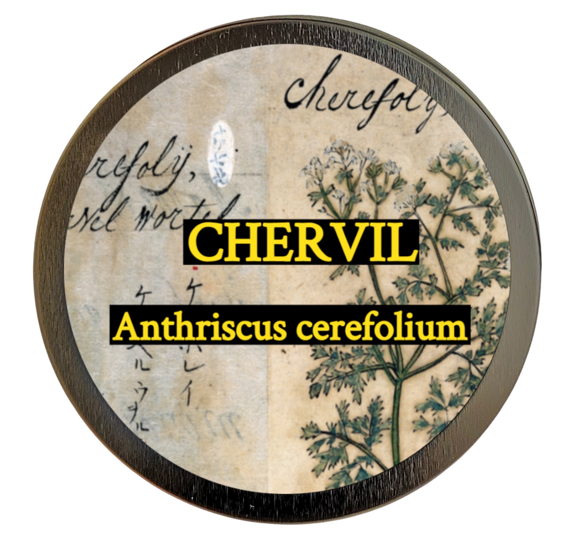 Chervil (Anthriscus cerefolium)