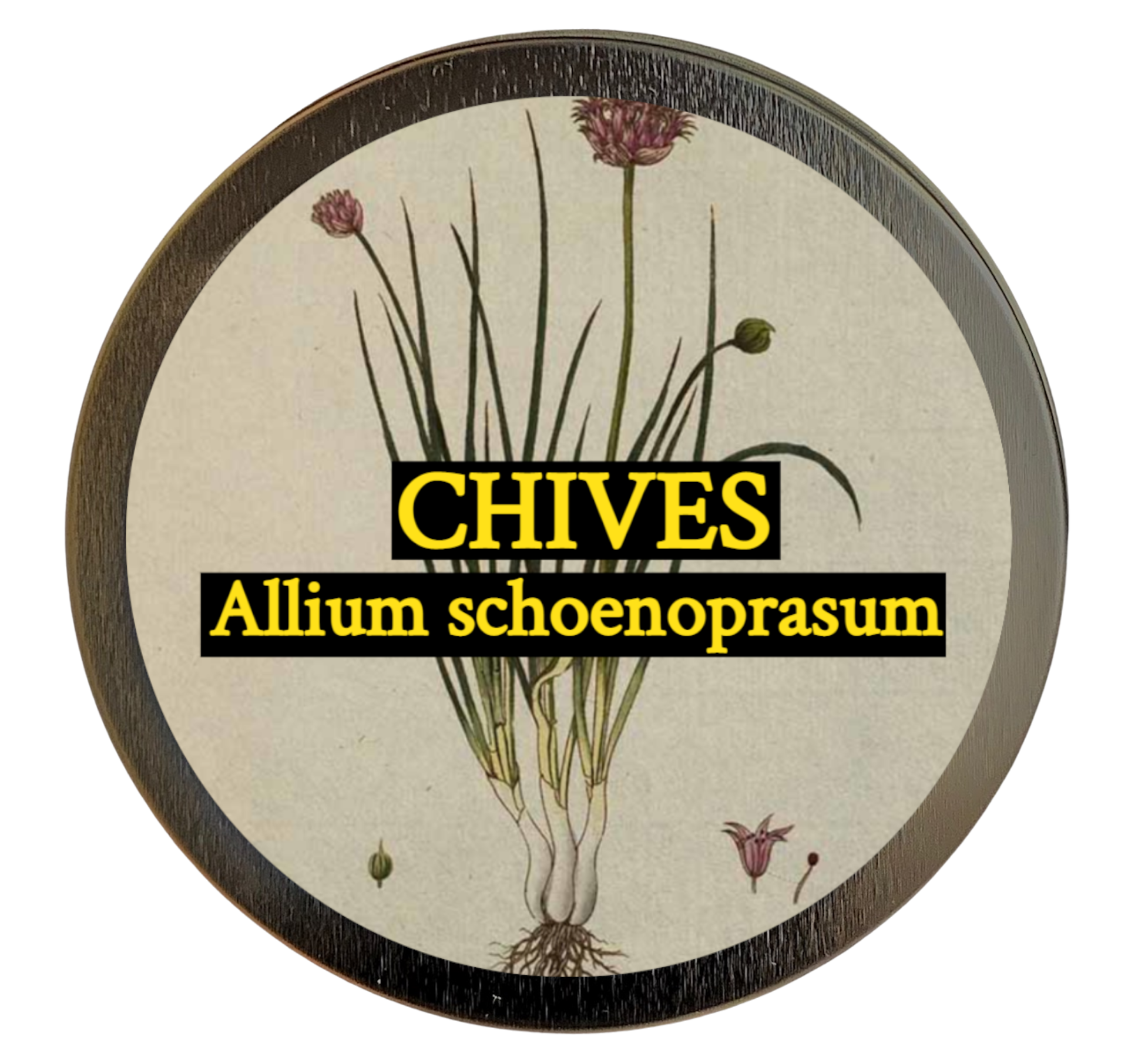 Chives (Allium schoenoprasum)