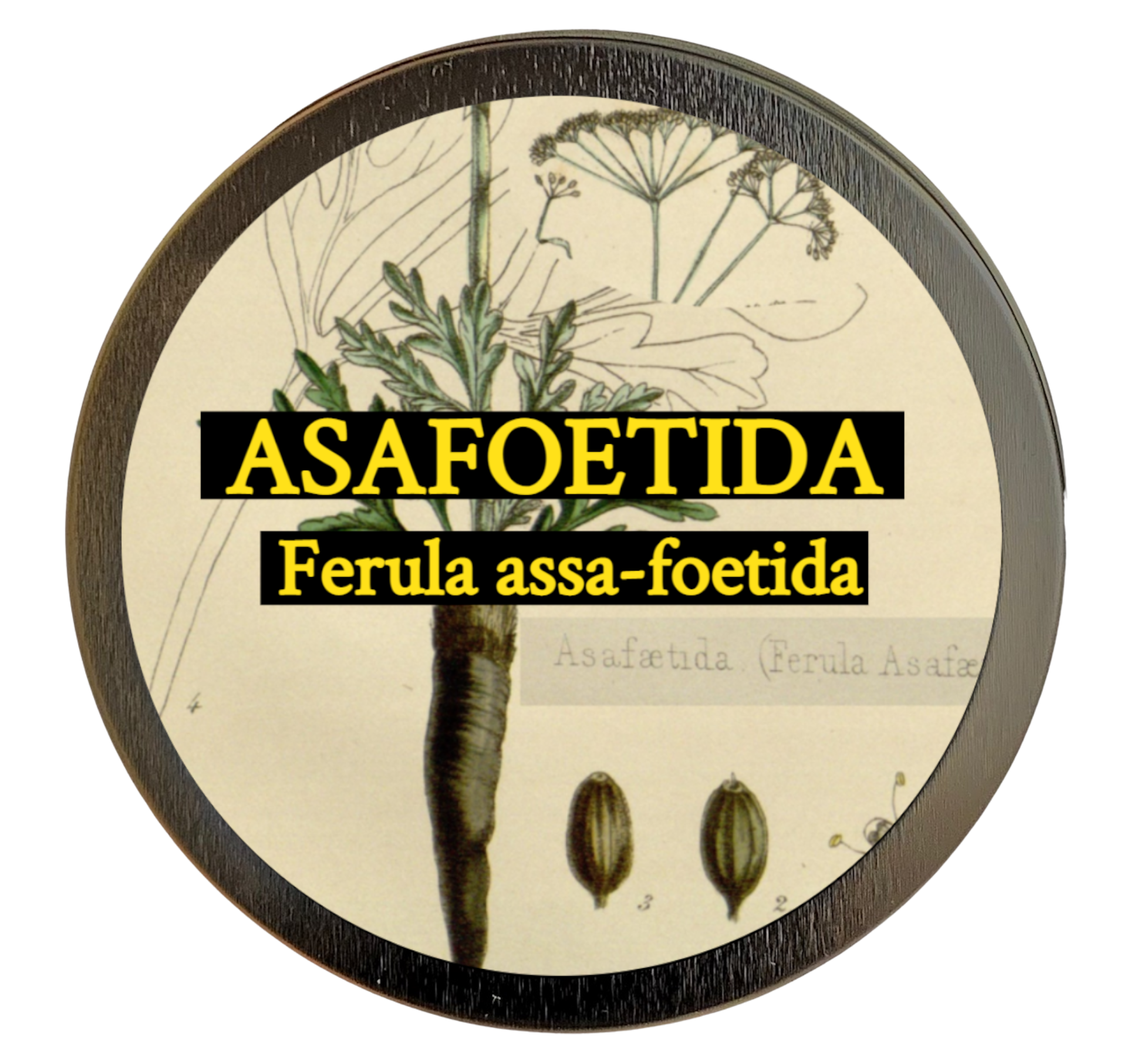 Asafoetida (Ferula assa-foetida)