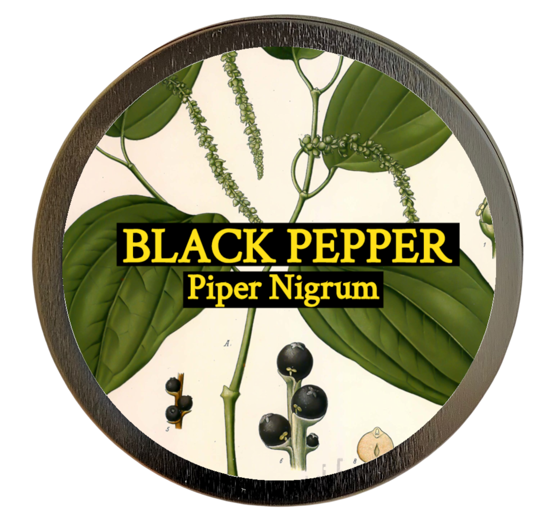 Black Pepper (Piper nigrum)