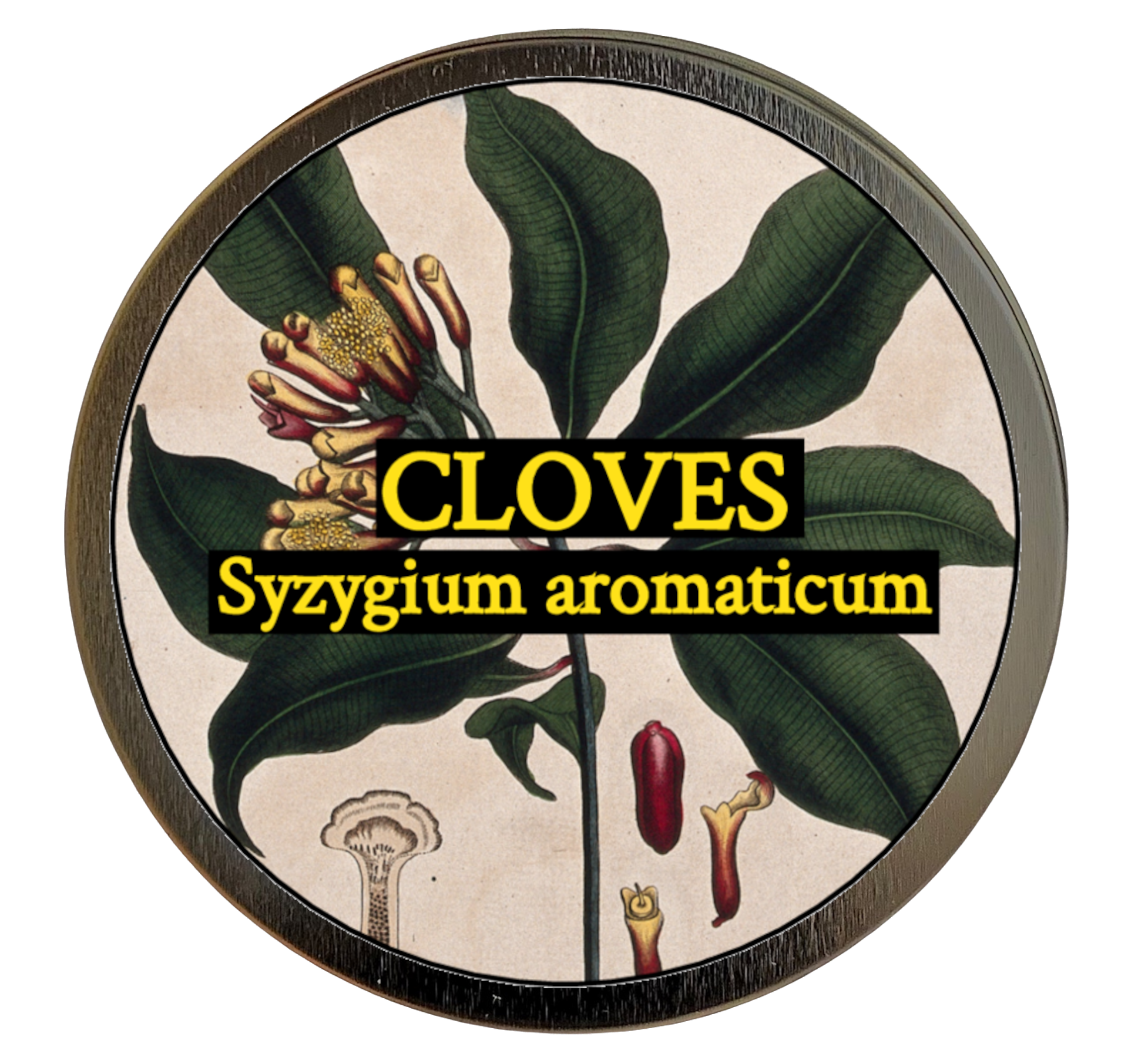 Clove (Syzygium aromaticum) 