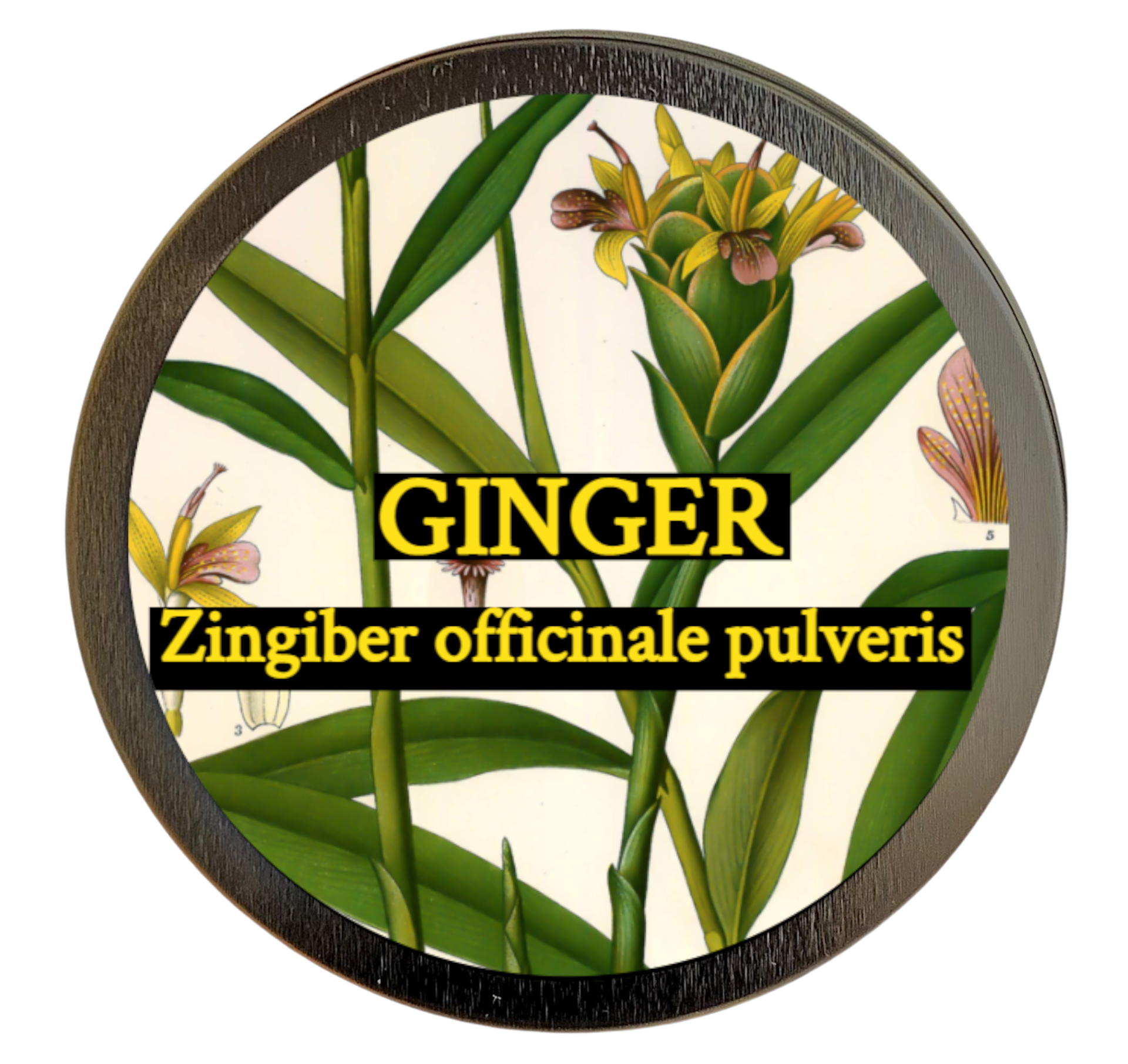 Ginger (Zingiber officinale) 