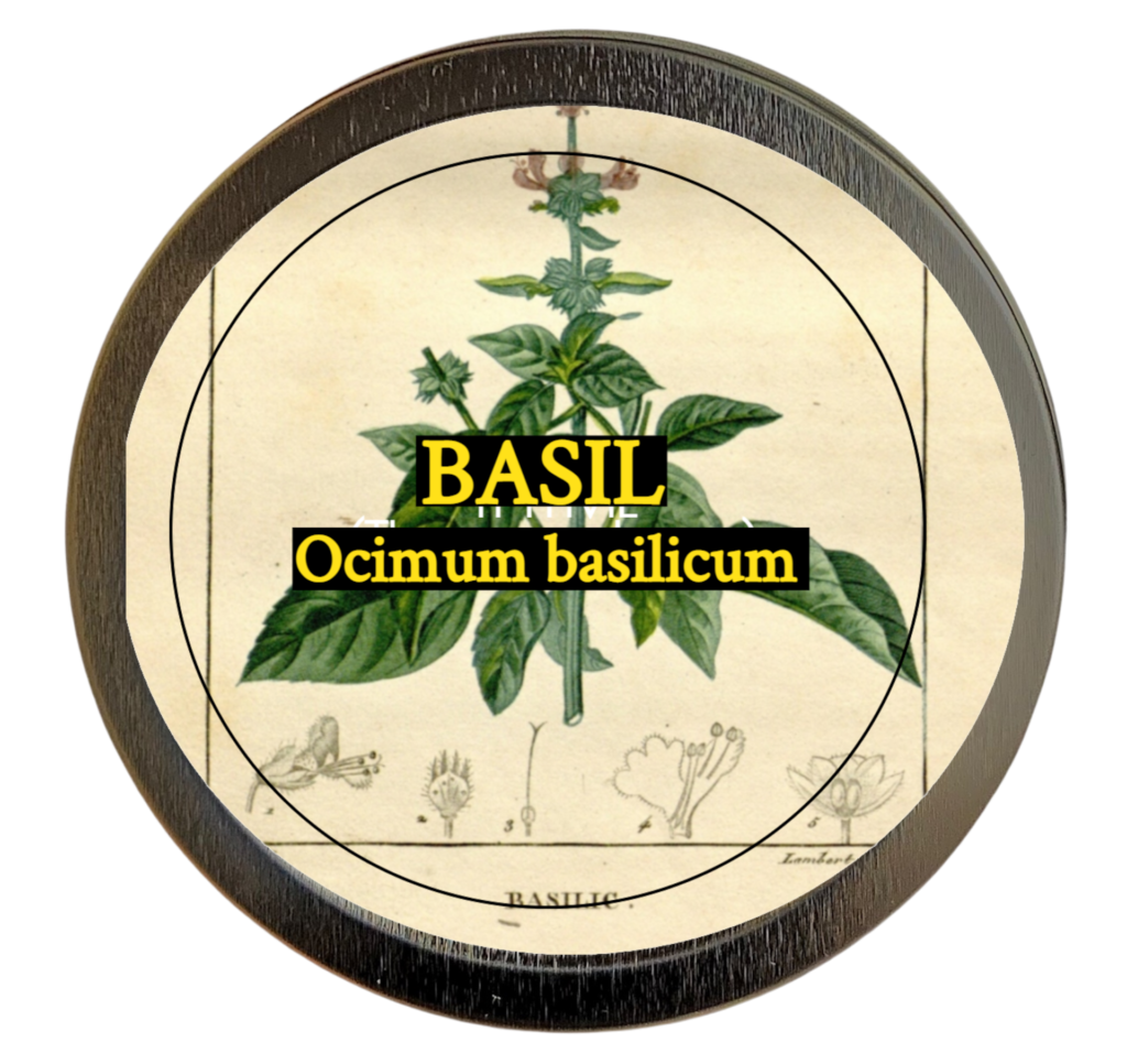 Basil (Ocimum basilicum)