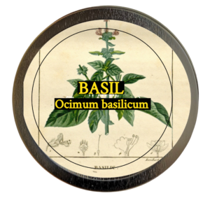 Basil (Ocimum basilicum)