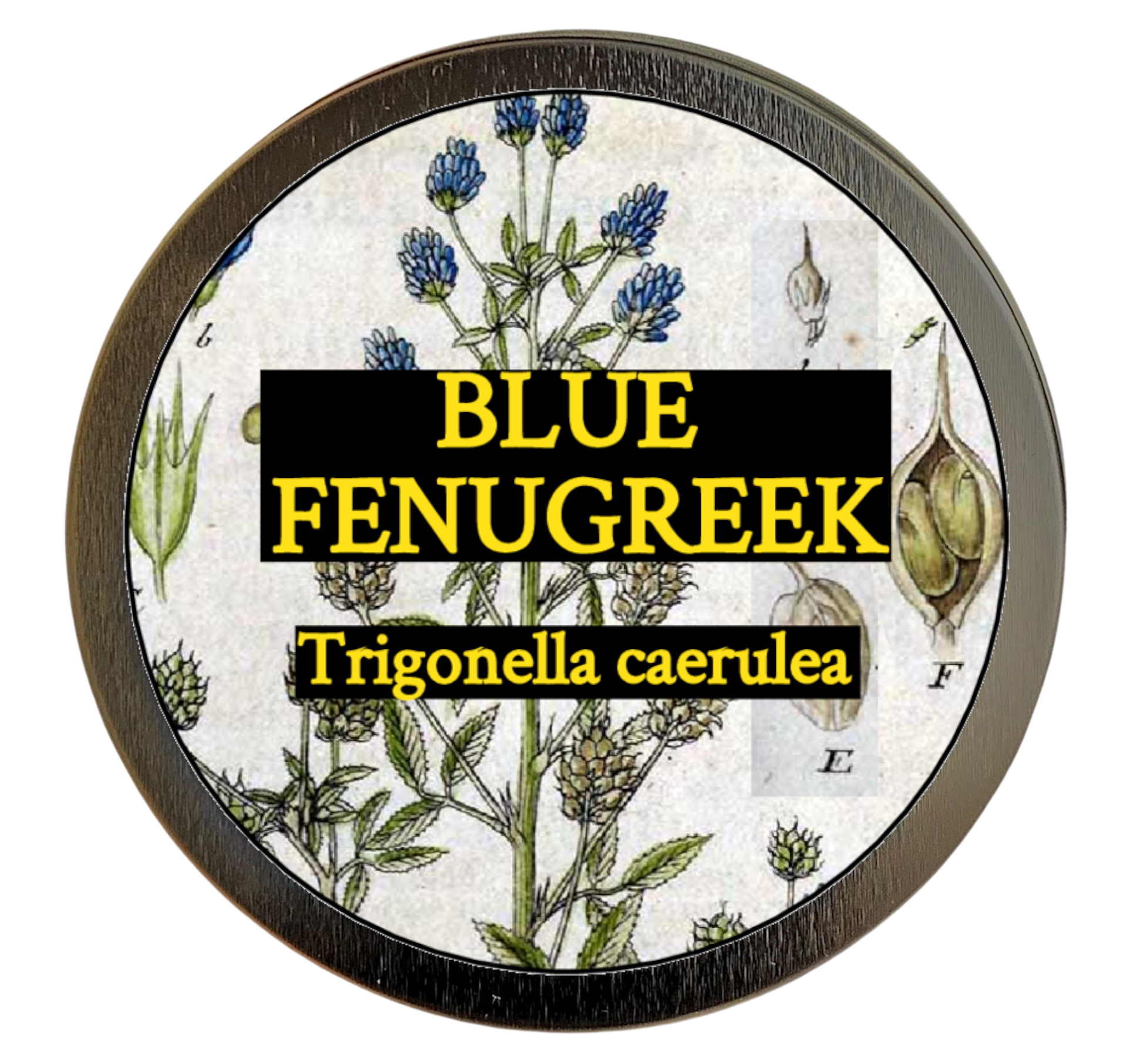 Blue Fenugreek (Trigonella caerulea)