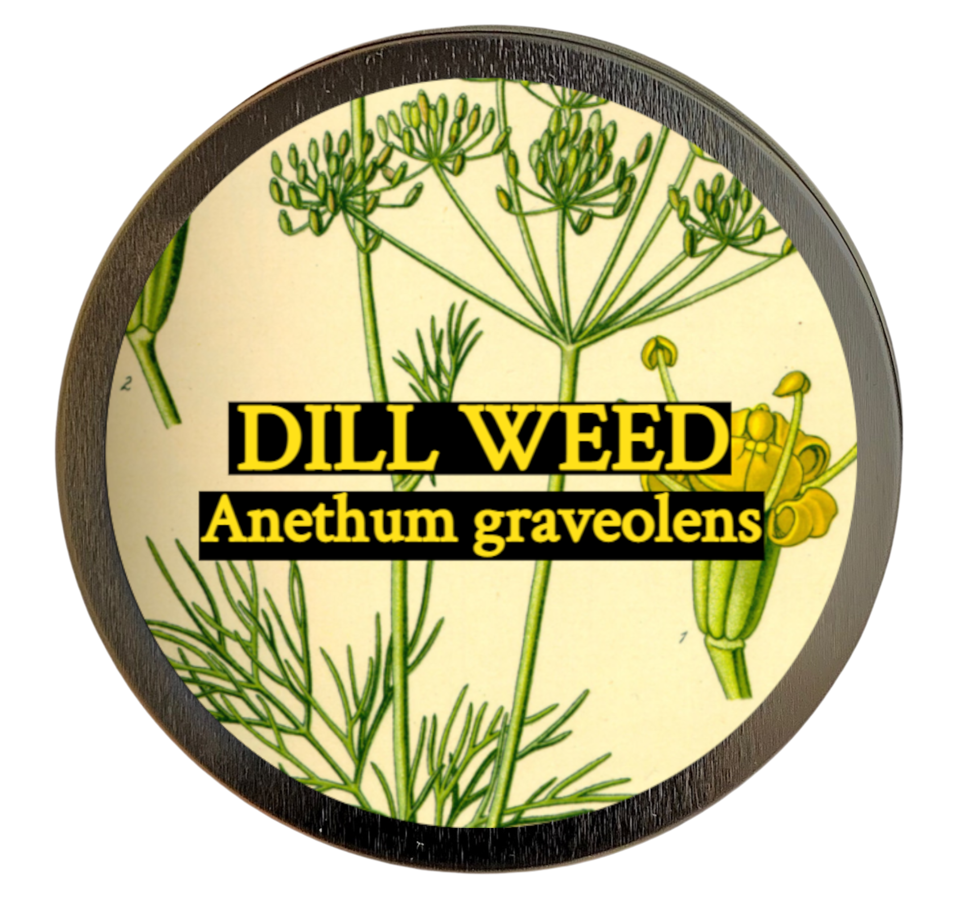 Dill weed (Anethum graveolens)