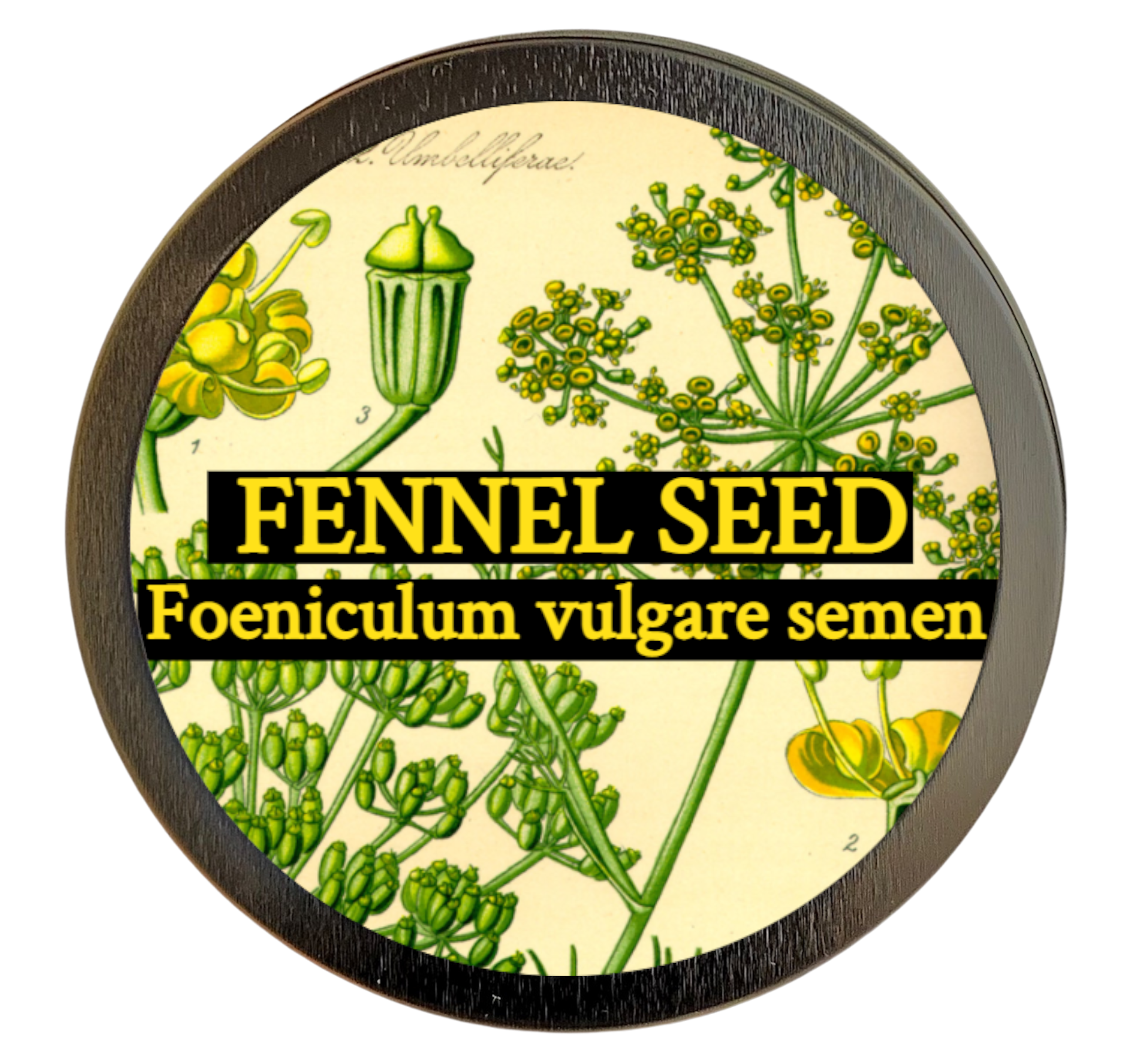 Fennel (Foeniculum vulgare) 