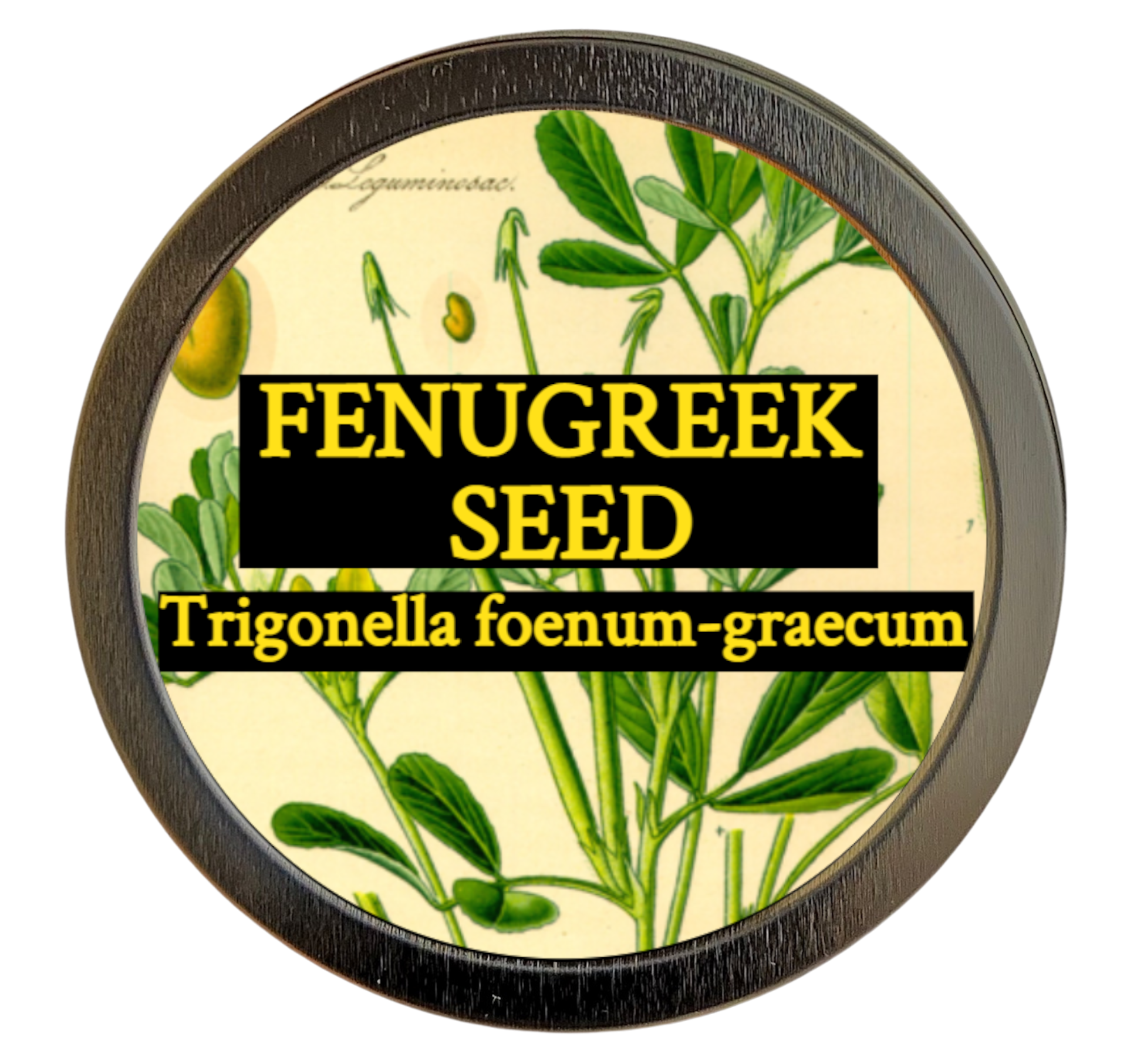 Fenugreek (Trigonella foenum-graecum) 