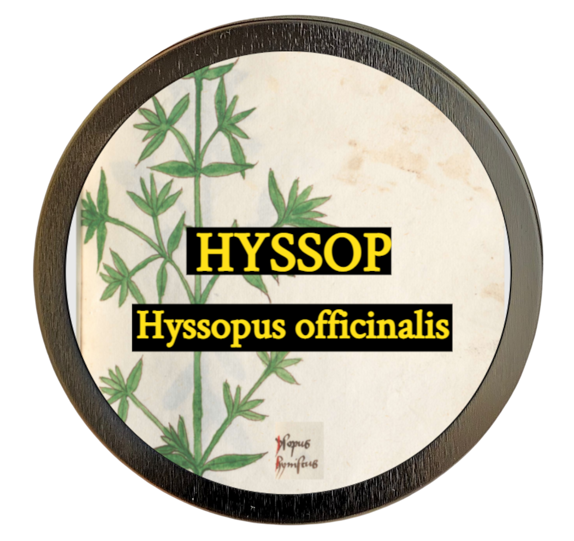 Hyssop (Hyssopus officinalis)