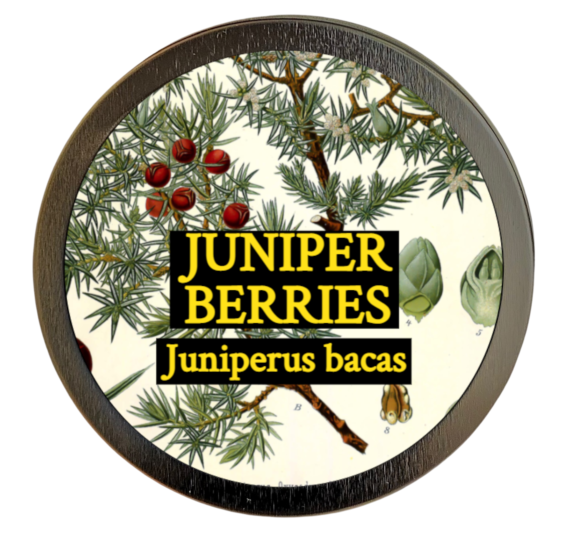 Juniper berry (Juniperus communis)