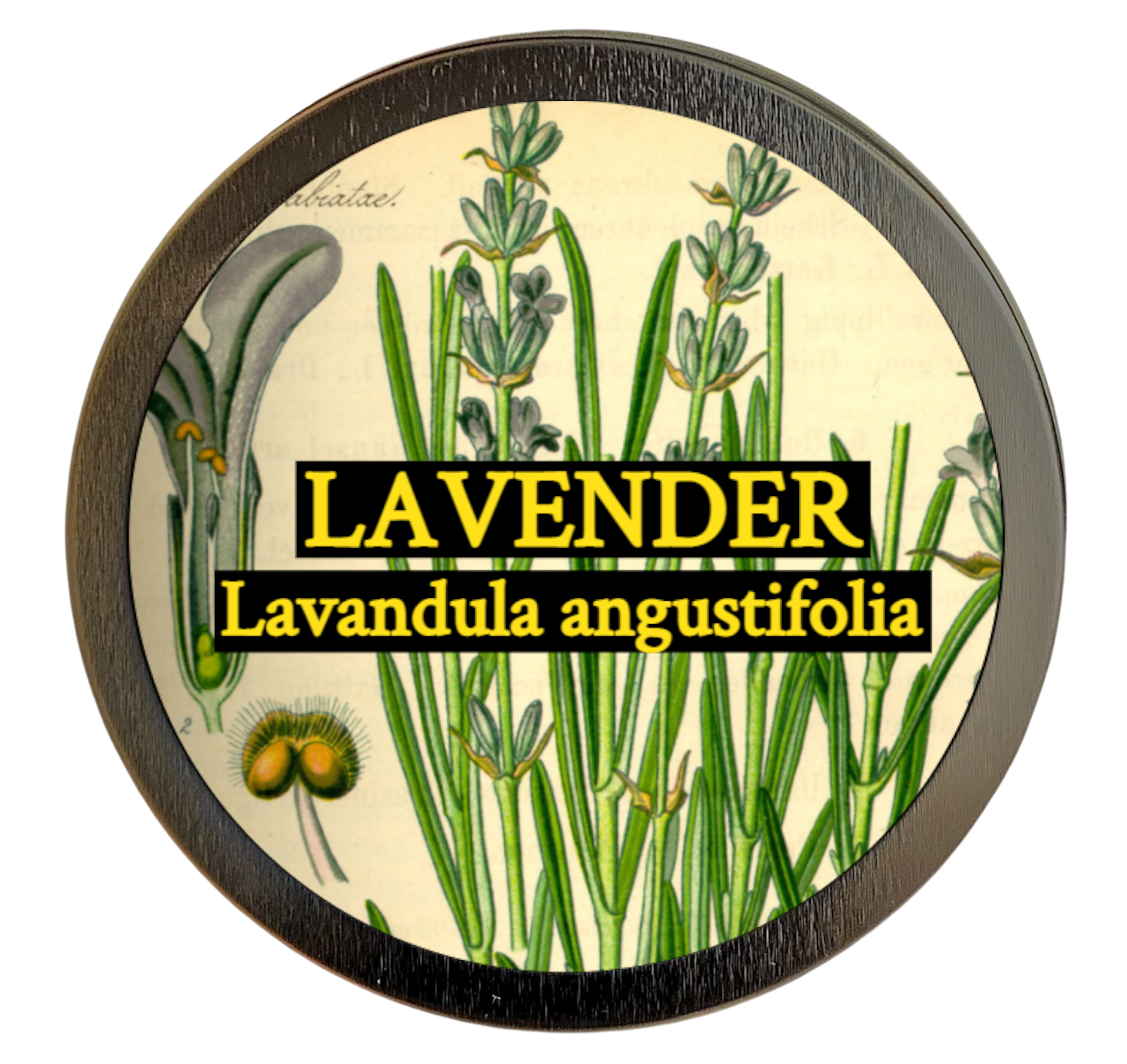 Lavender (Lavandula angustifolia)