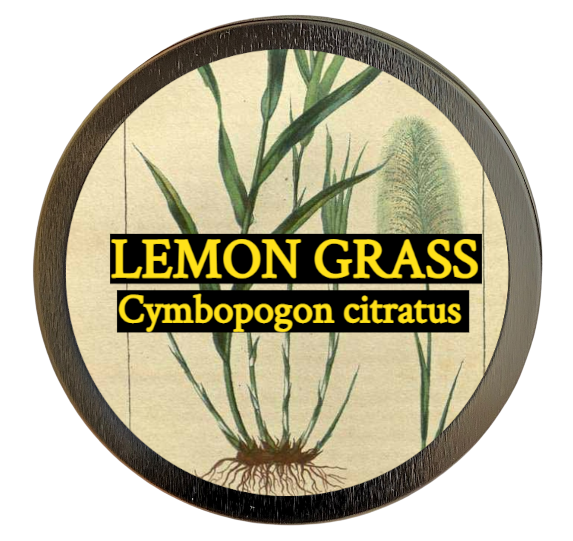 Lemon grass (Cymbopogon citratus)