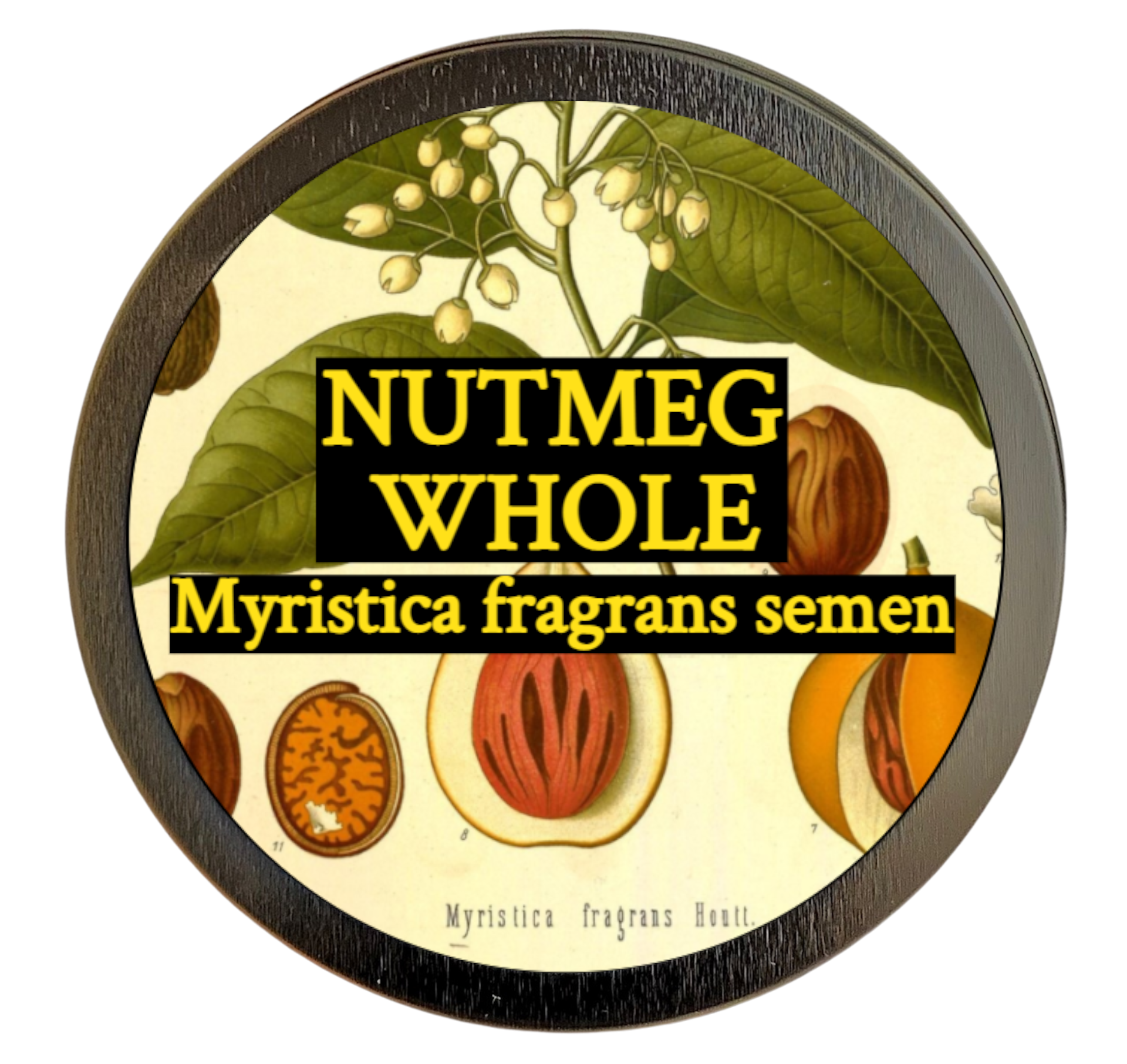 Nutmeg (Myristica fragrans) 