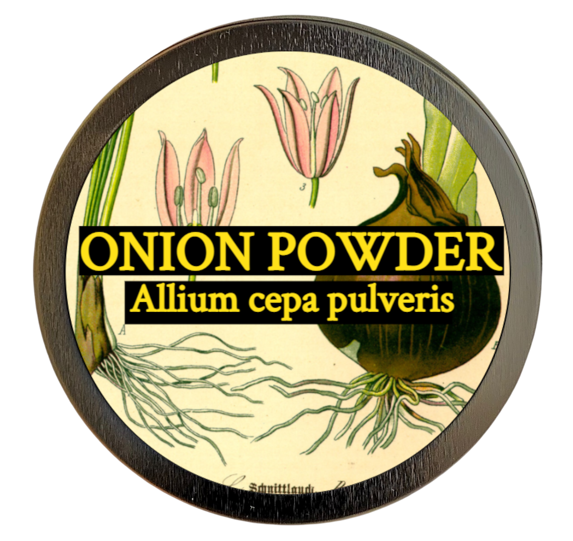 Onion Powder (Allium cepa pulveris)