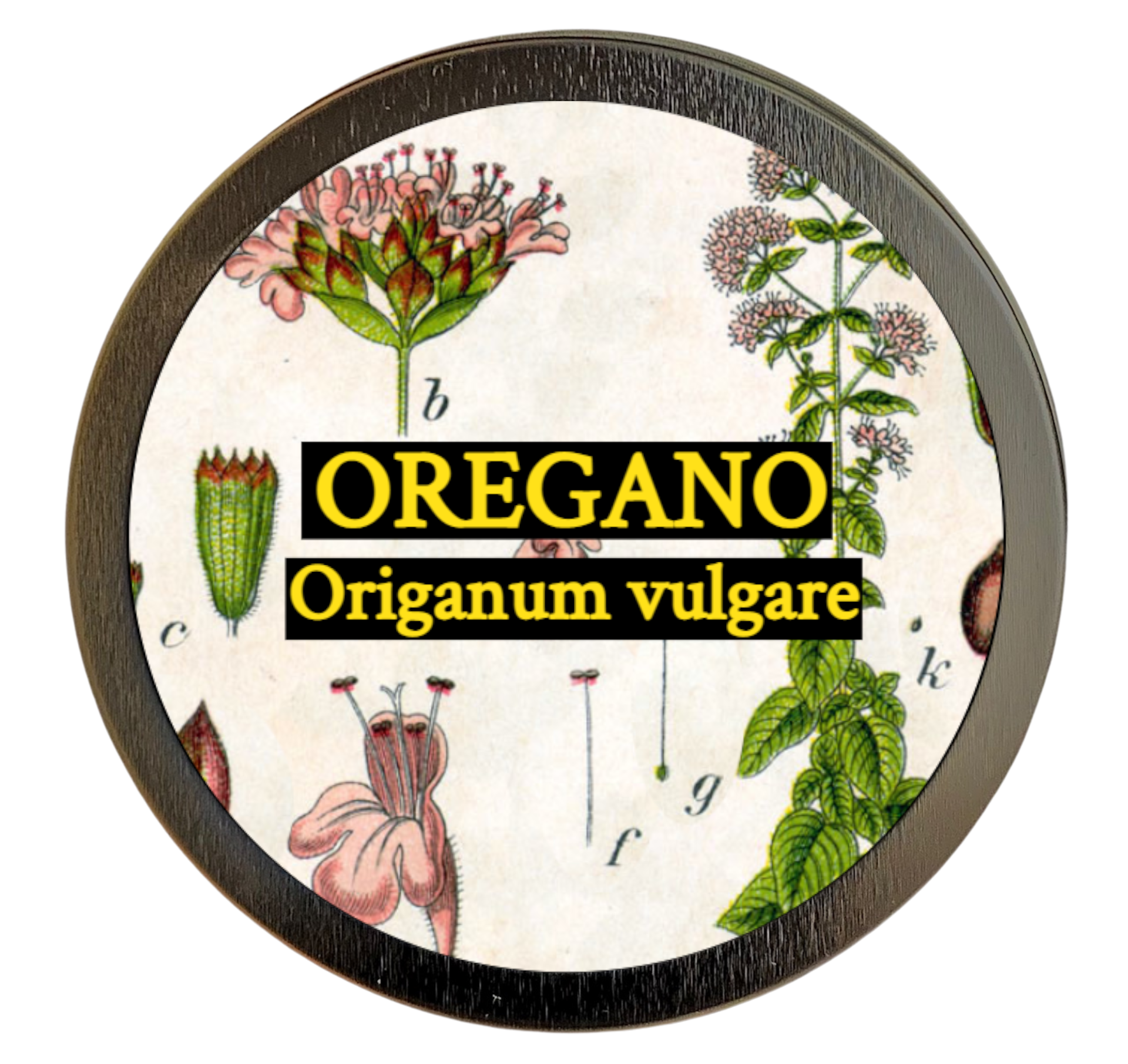 Oregano (Origanum vulgare)