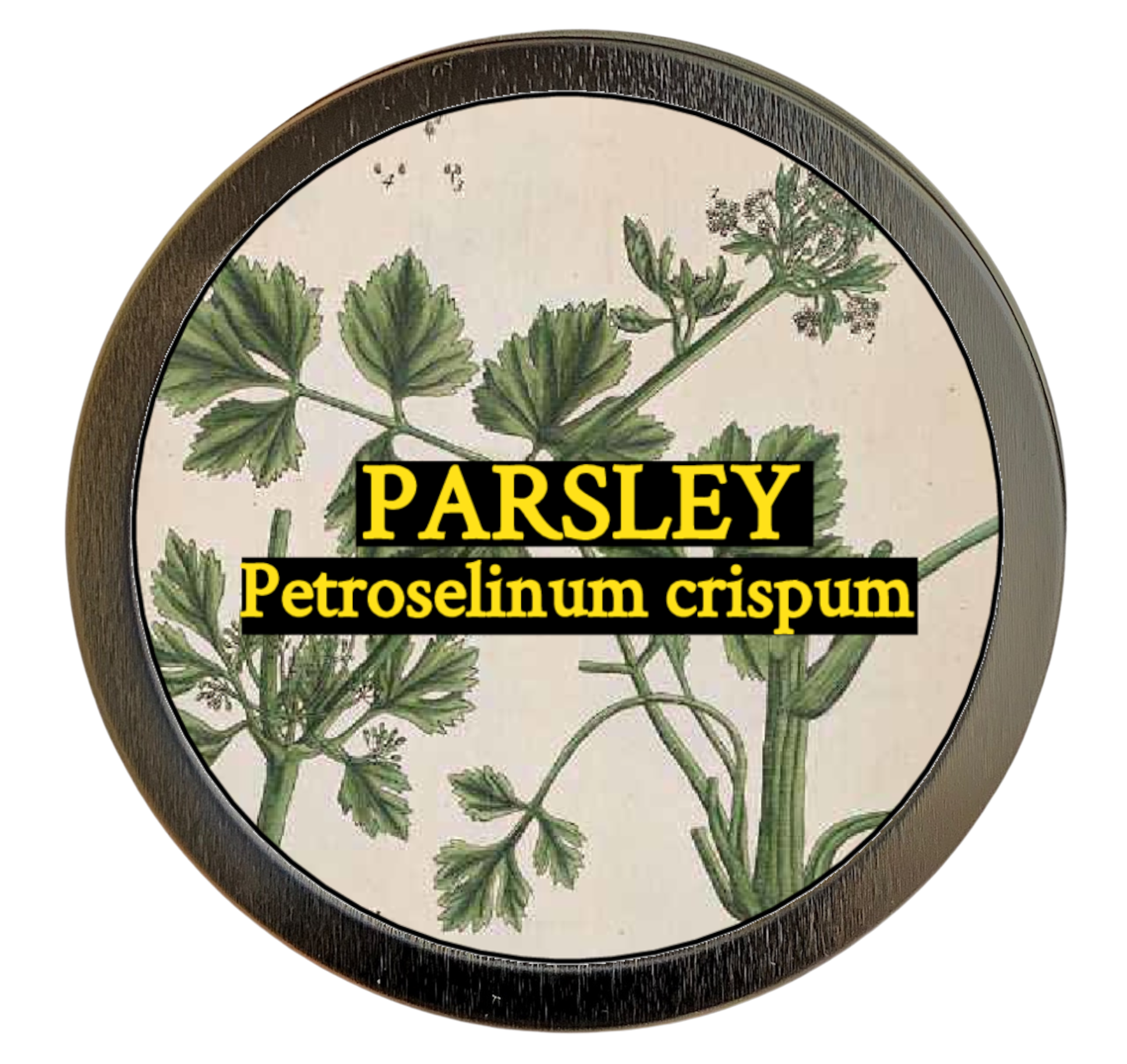 Parsley (Petroselinum crispum)
