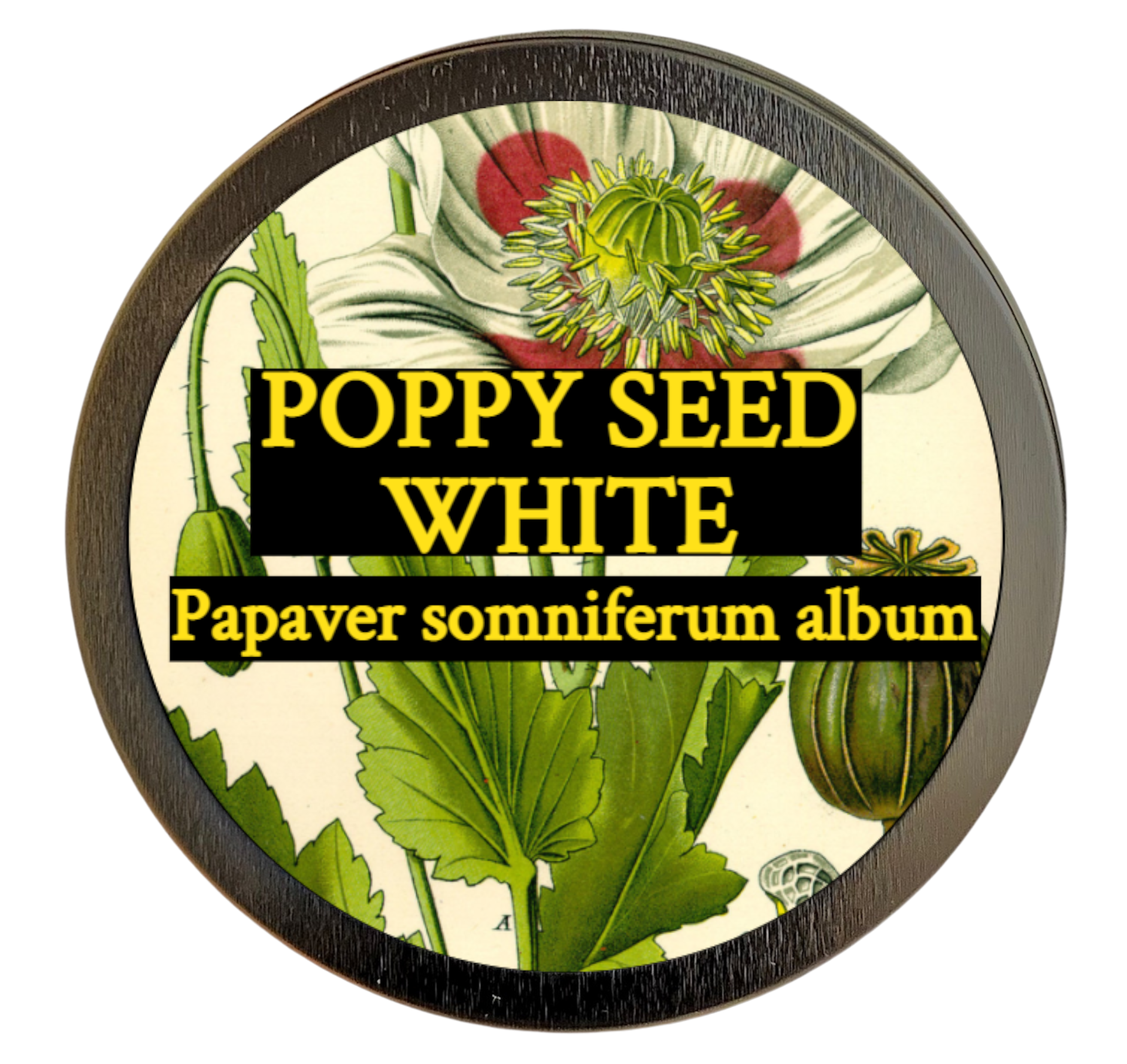 Poppy Seed, White (Papaver somniferum album)