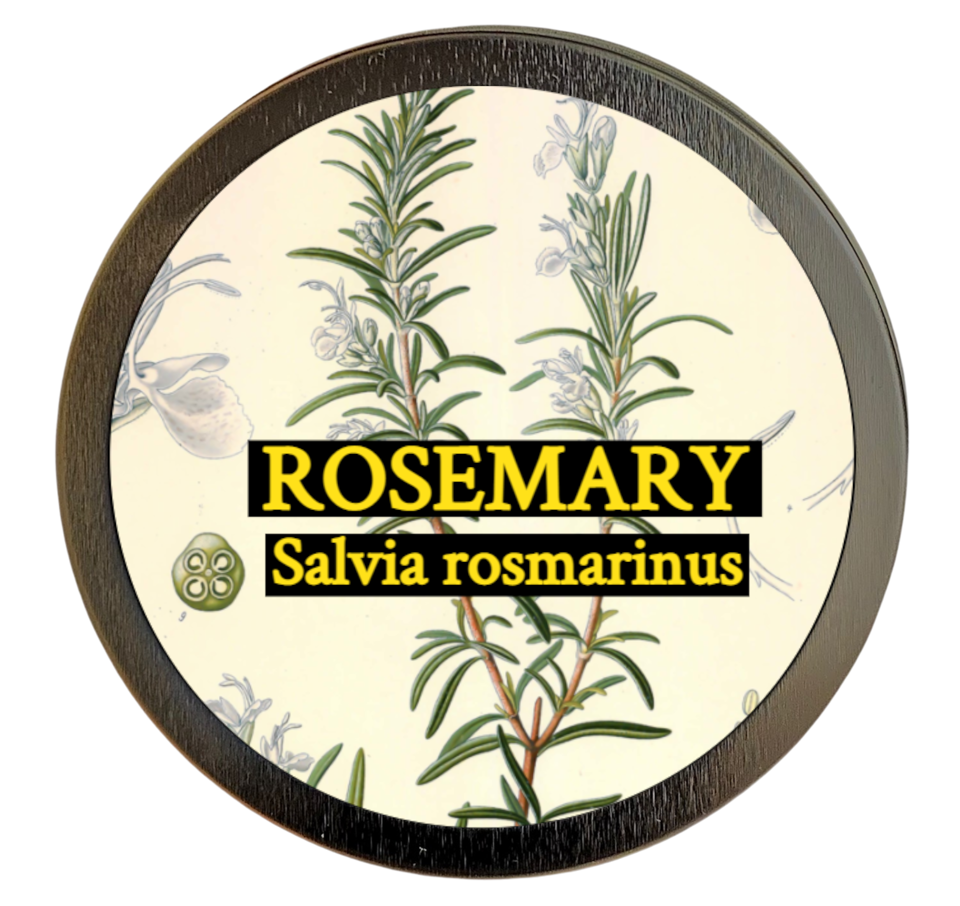 Rosemary (Salvia rosmarinus)