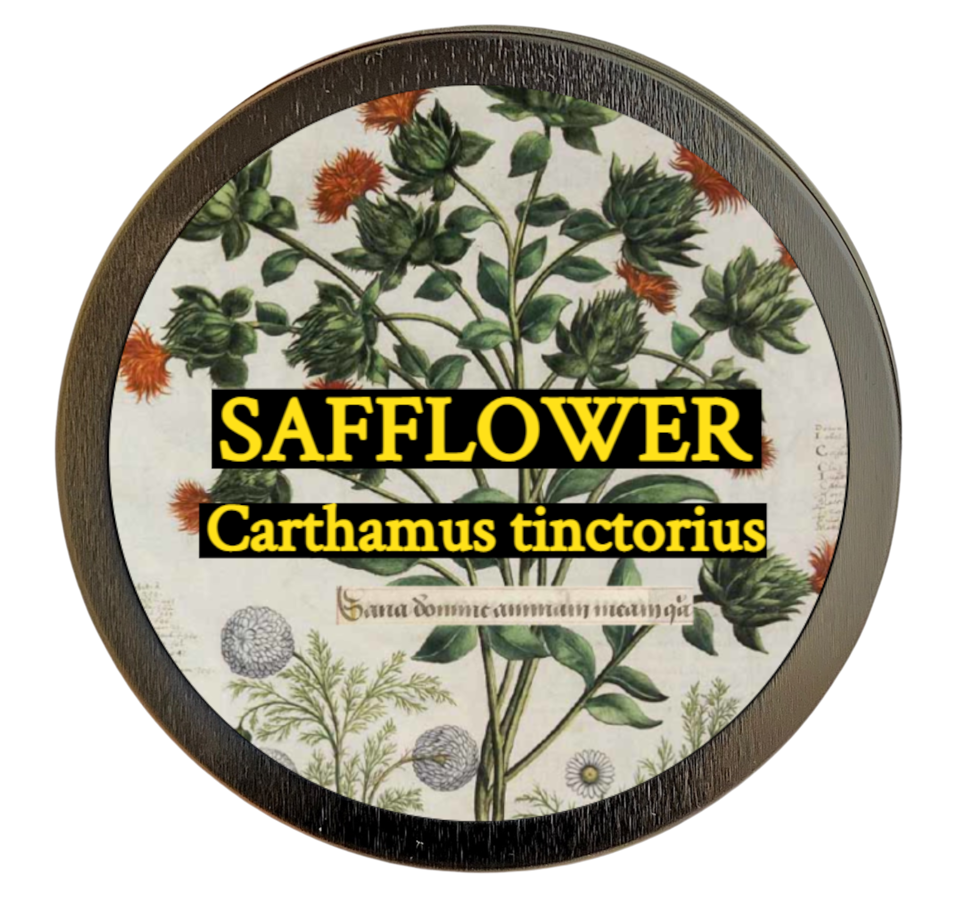 Safflower (Carthamus tinctorius)