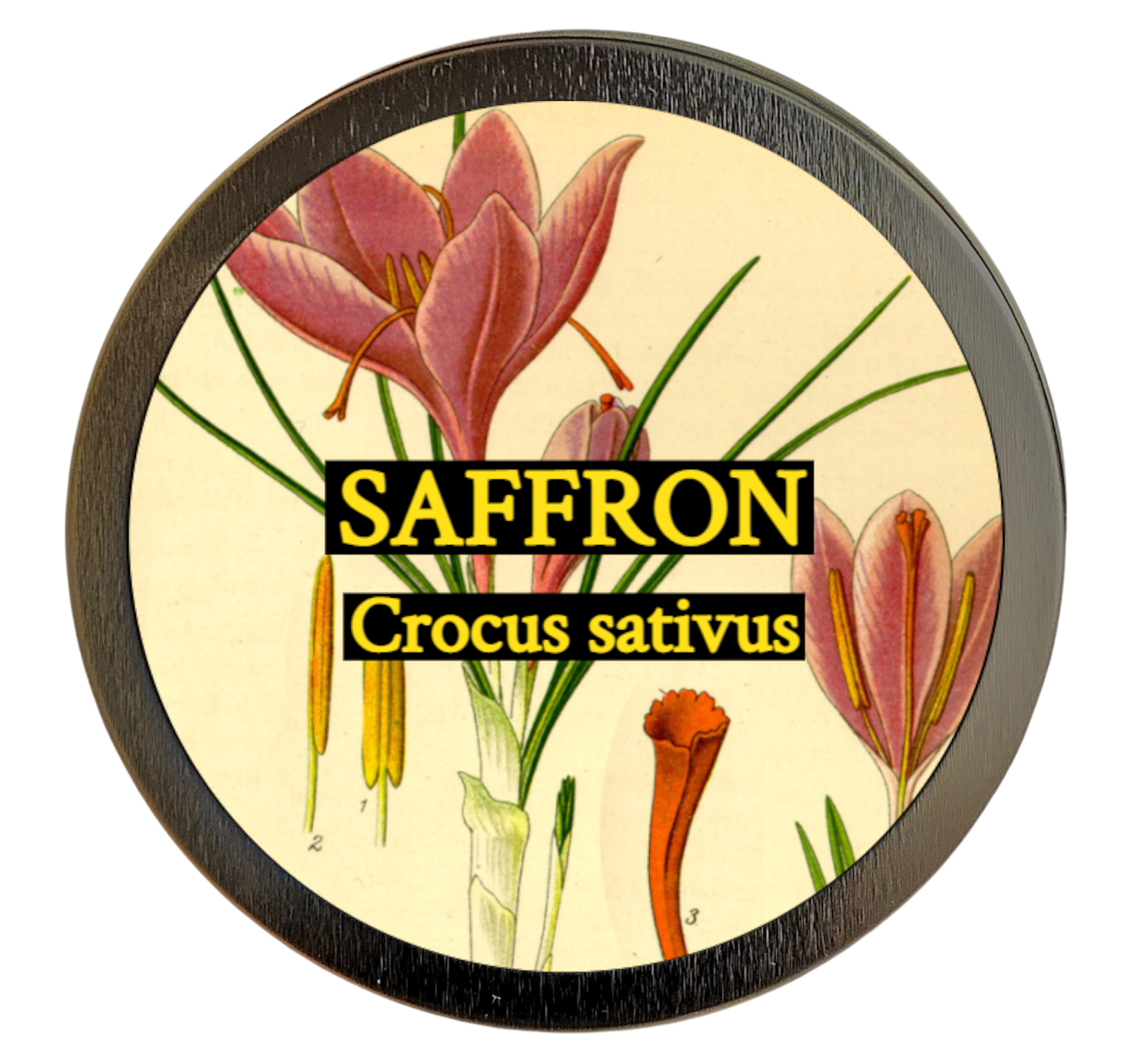 Saffron (Crocus sativus)