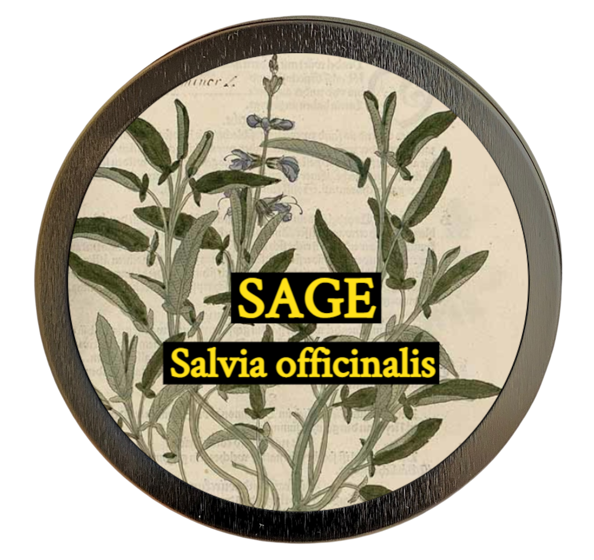 Sage (Salvia officinalis)