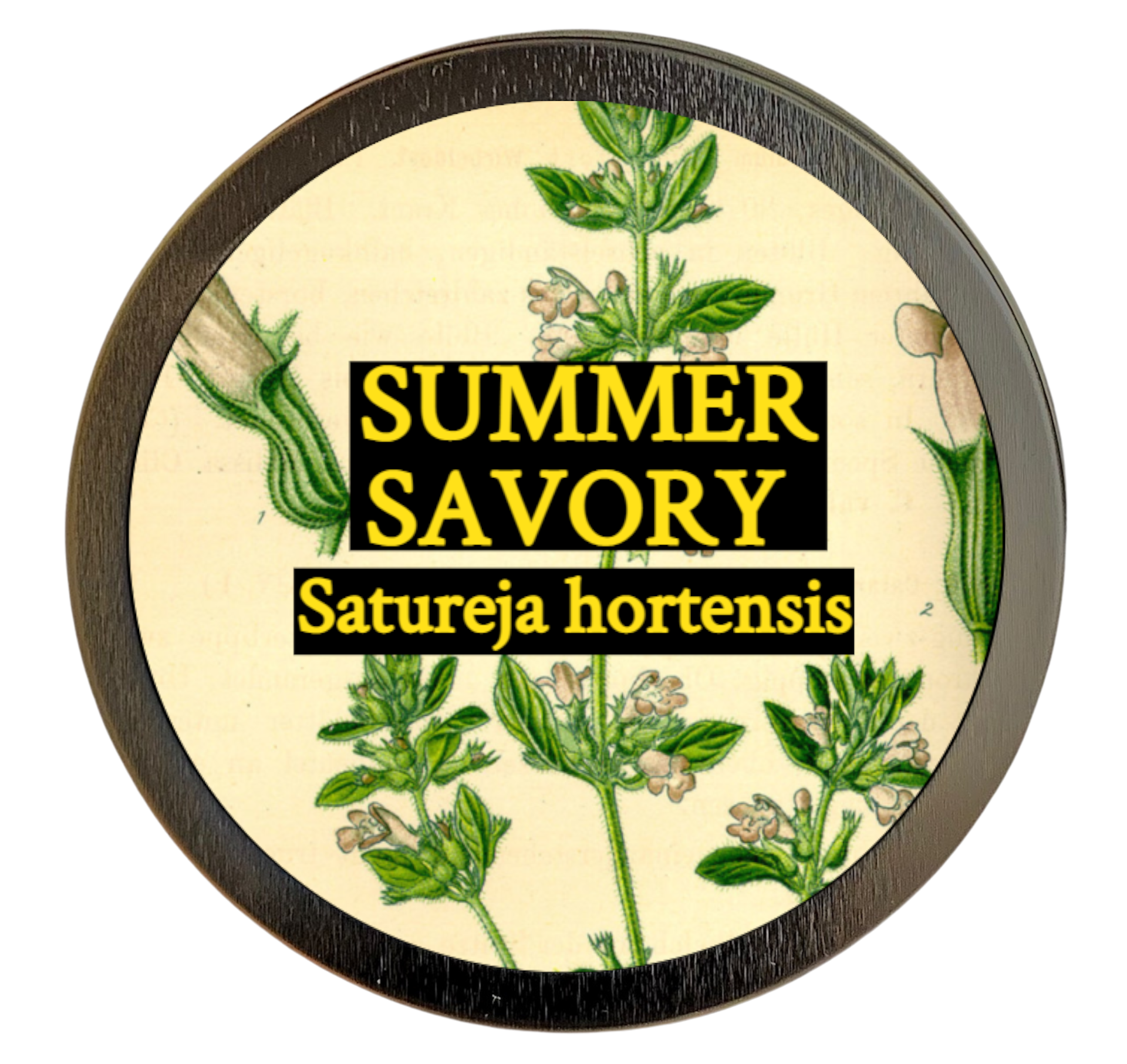 Summer Savory (Satureja hortensis)