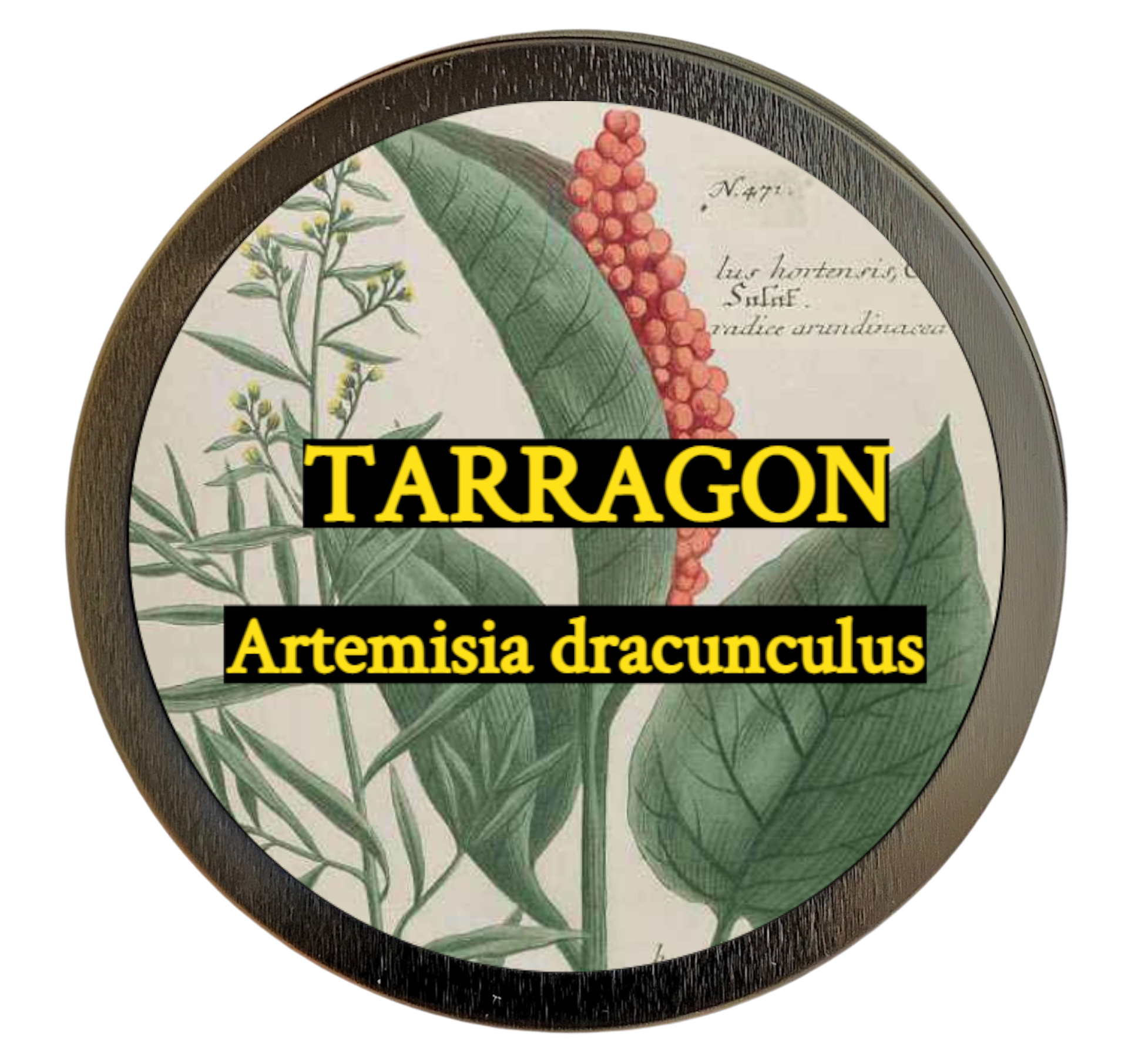 Tarragon (Artemisia dracunculus)