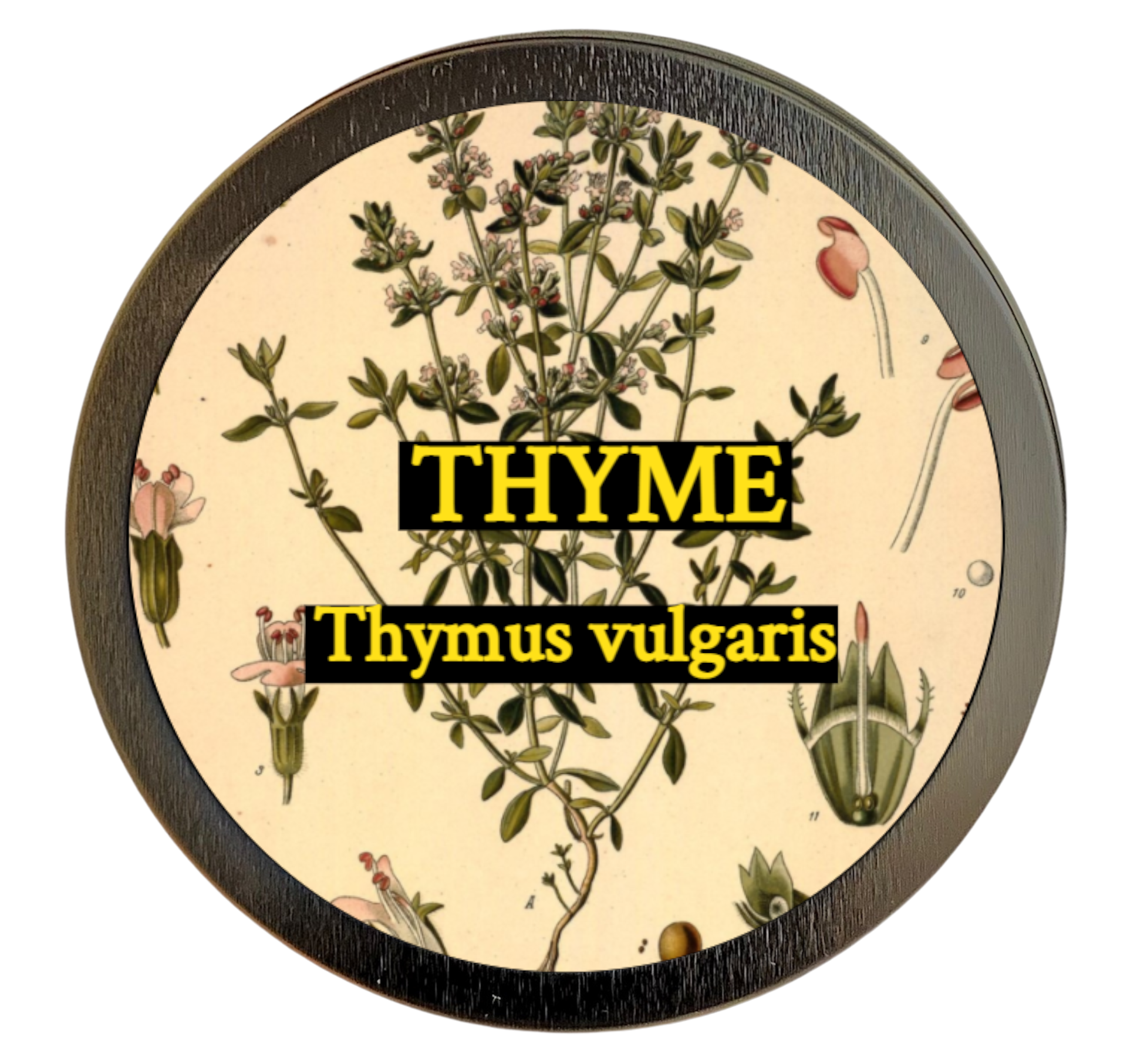 Thyme (Thymus vulgaris)