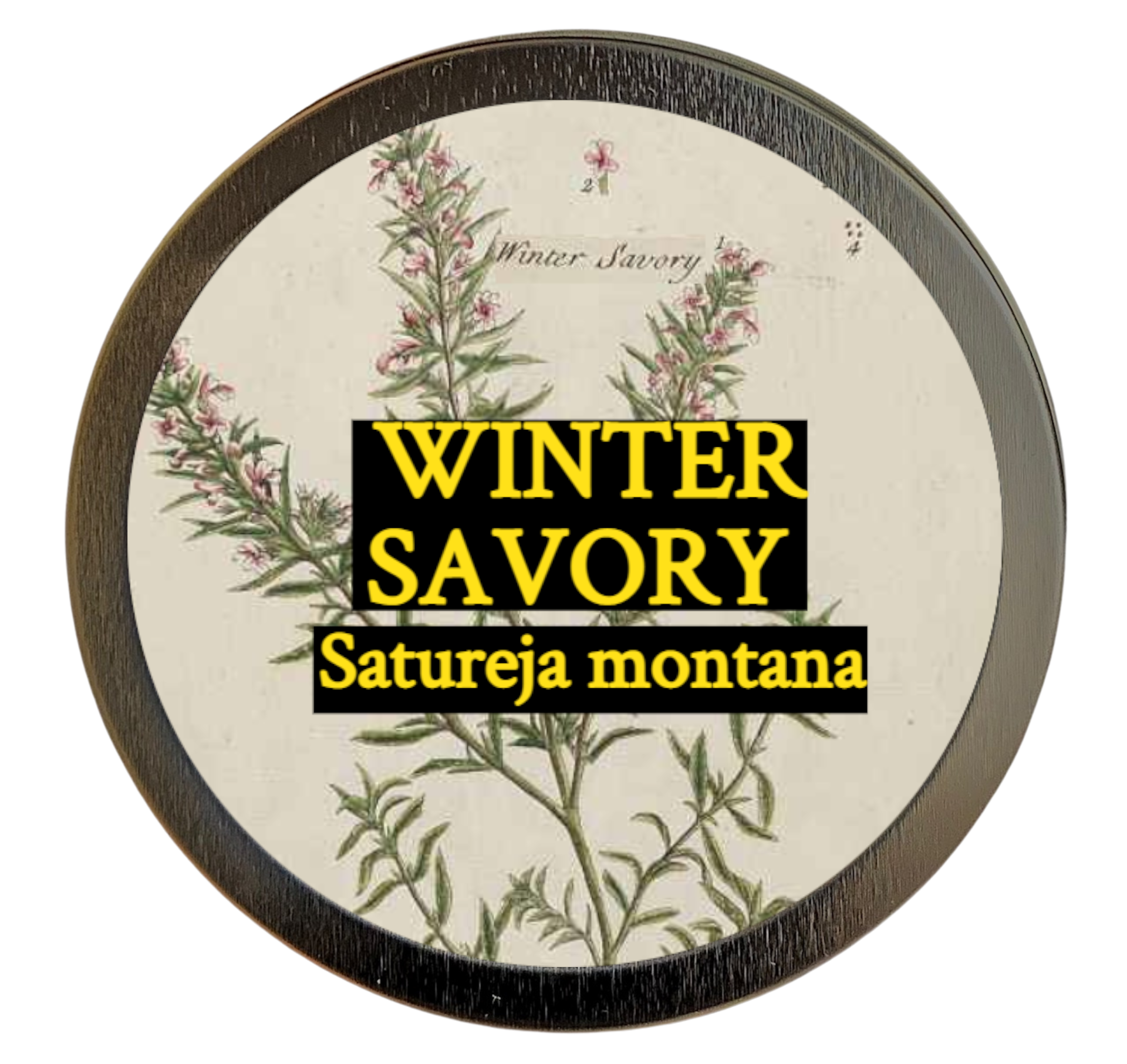 Winter Savory (Satureja montana)