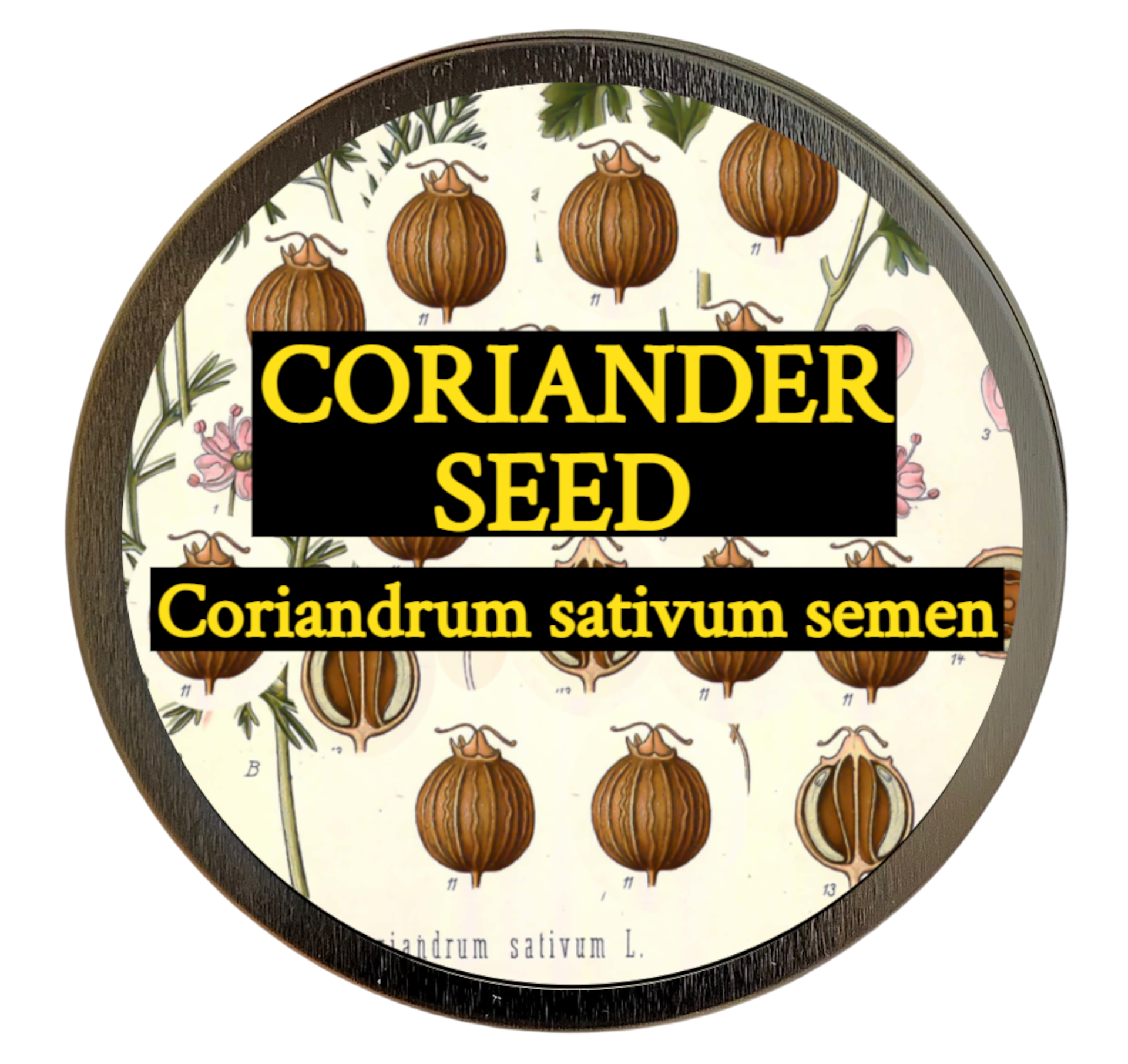 Coriander Seed (Coriandrum sativum) 