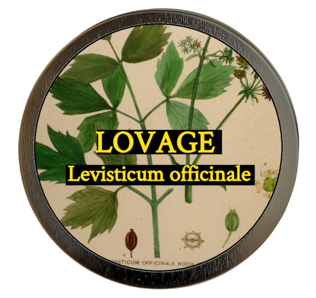 Lovage (Levisticum officinale)