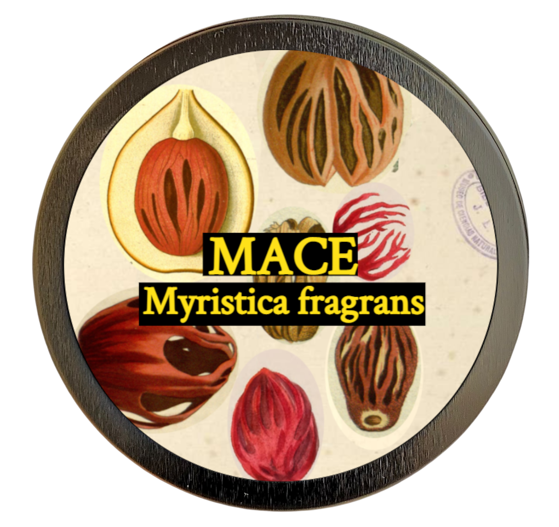 Mace (Myristica fragrans) 