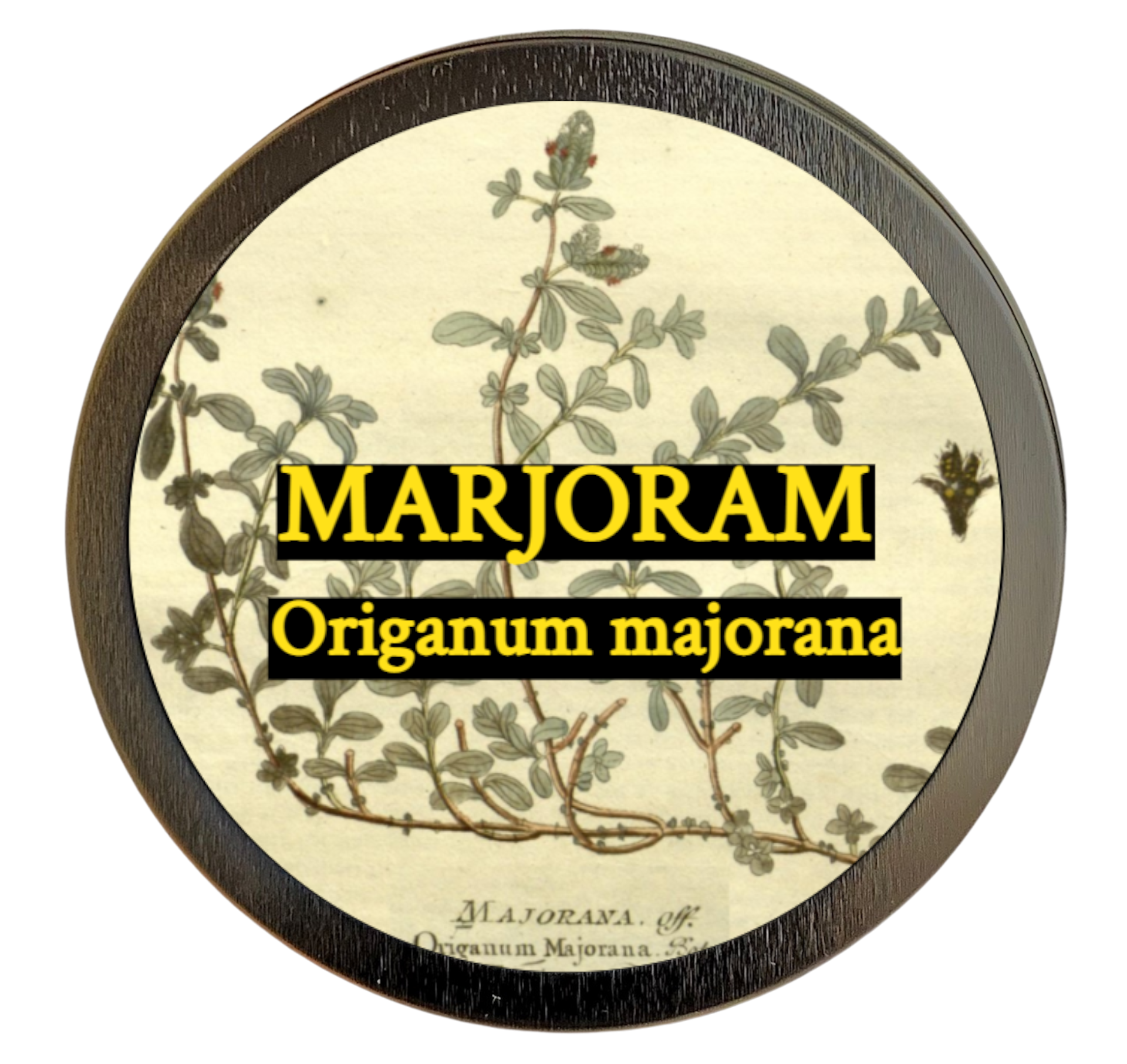 Marjoram (Origanum majorana)