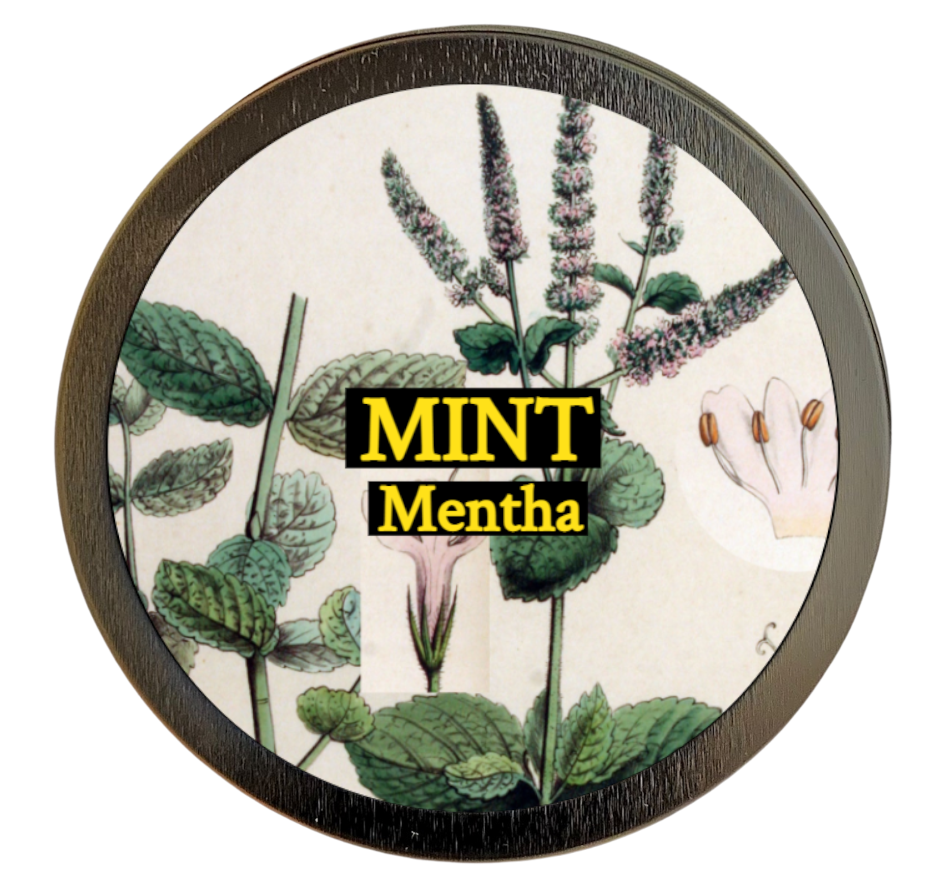 Mint (Mentha)