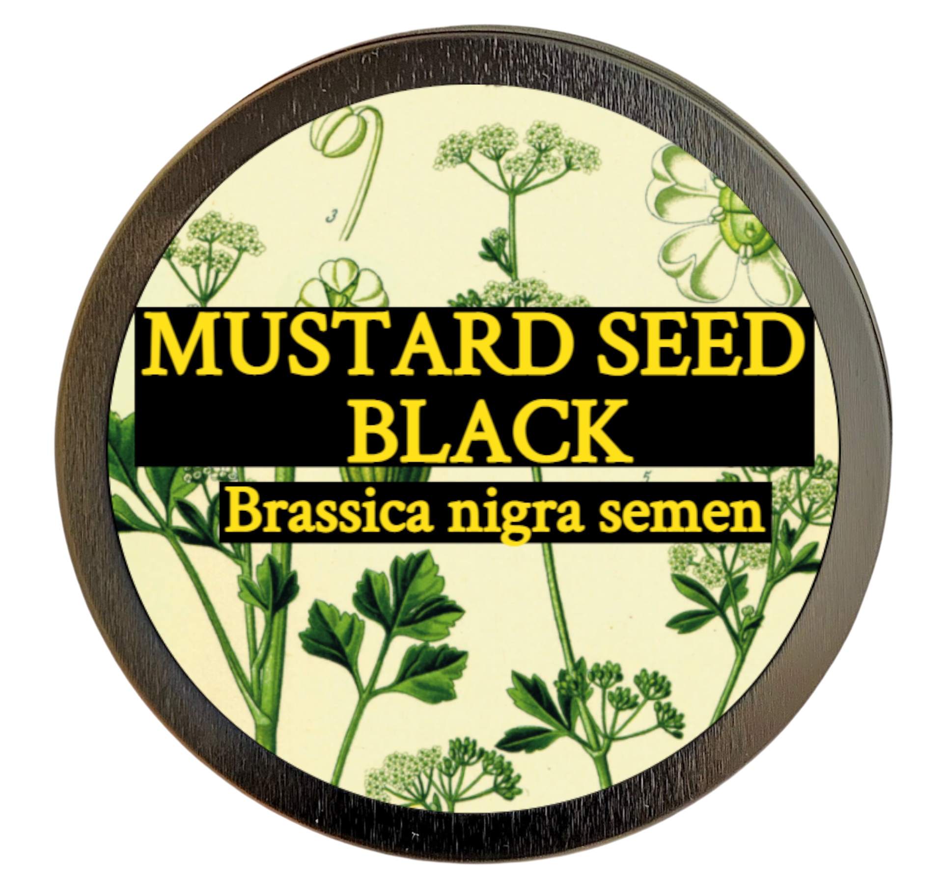 Mustard Seed, black, (Brassica nigra)
