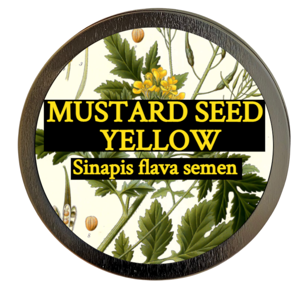 Mustard seed, yellow (Sinapis alba) 
