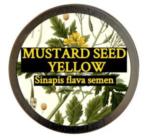 Mustard seed, yellow (Sinapis alba) 