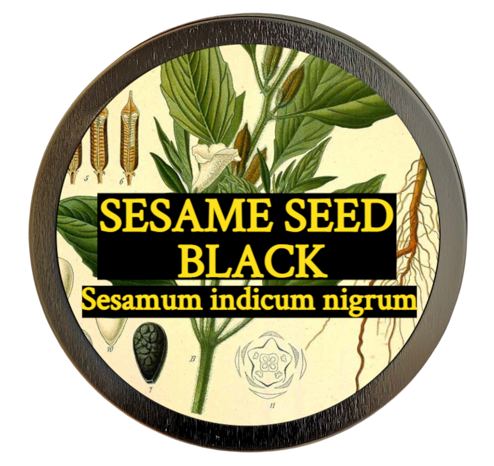 Sesame Seed (Sesamum indicum-nigrum)
