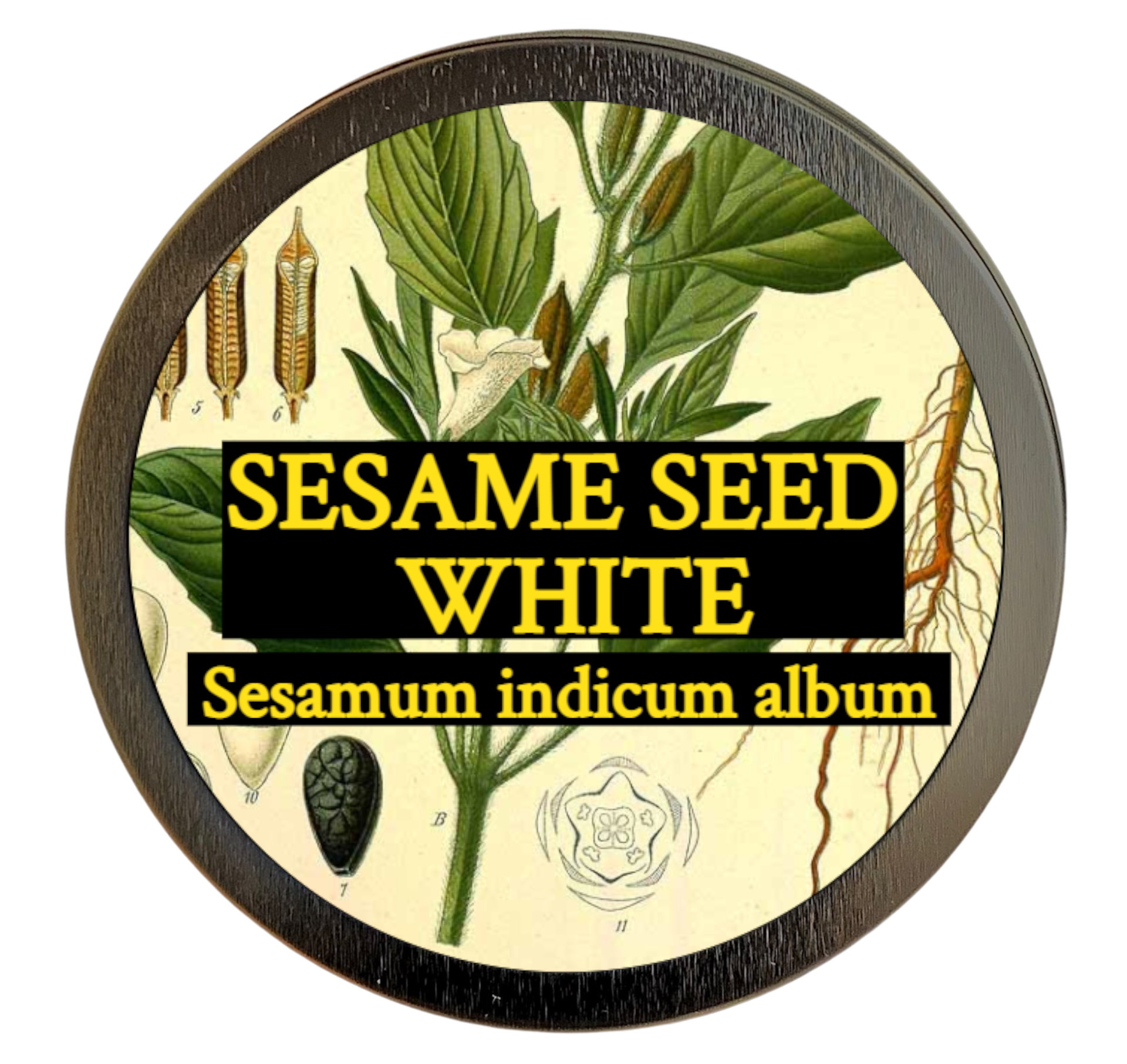 White Sesame Seed (Sesamum indicum)