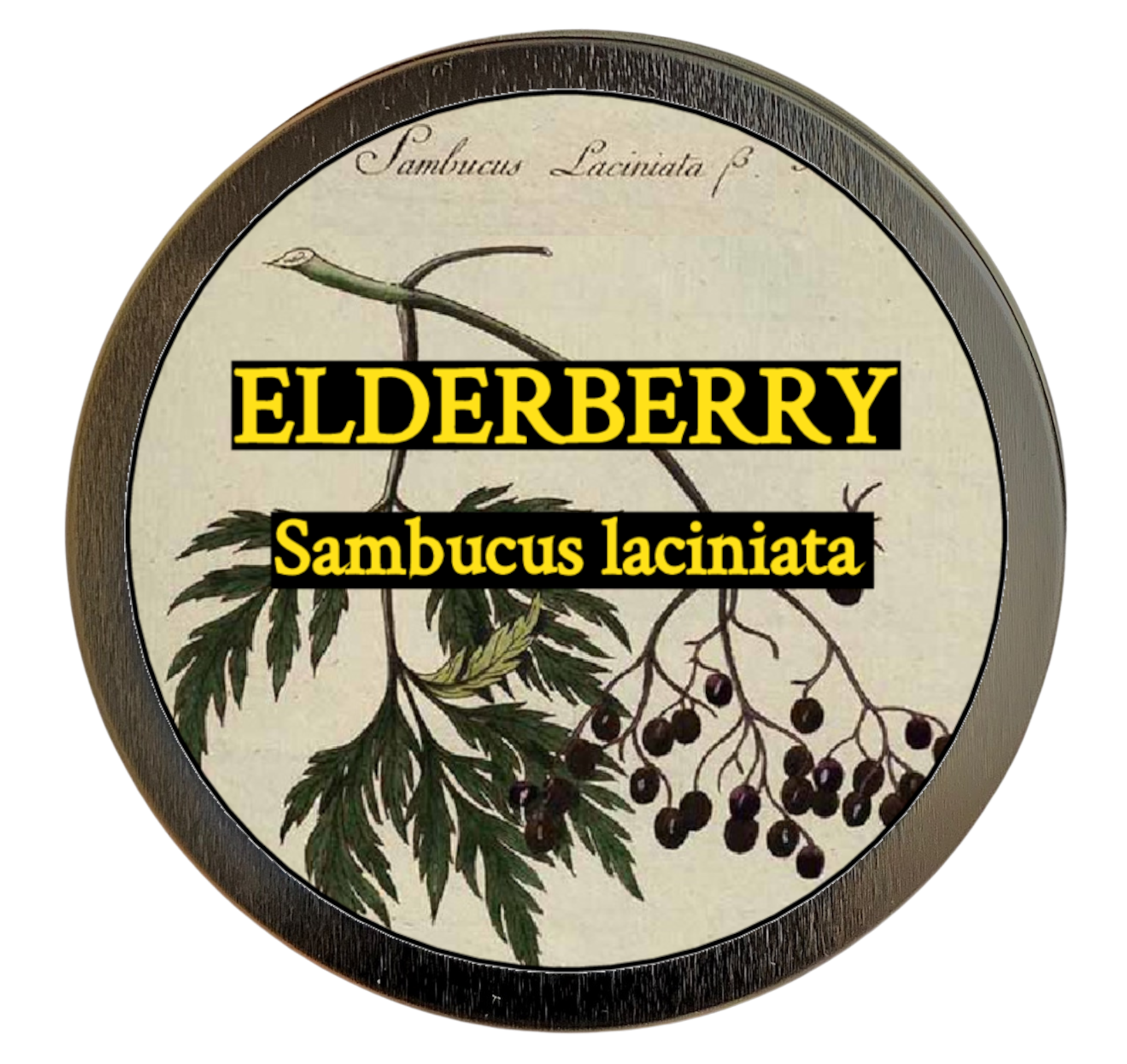 Elderberry (Sambucus lacinata)